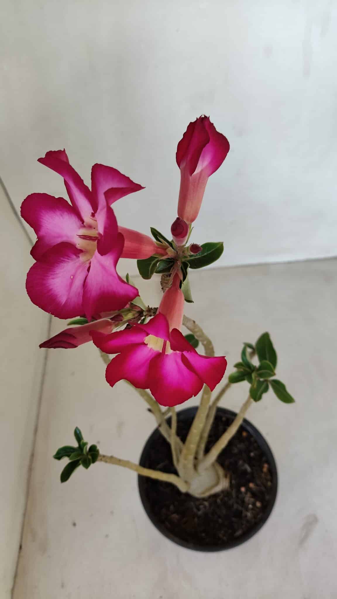 Planta Simples 3120 – 30cm – 03 anos