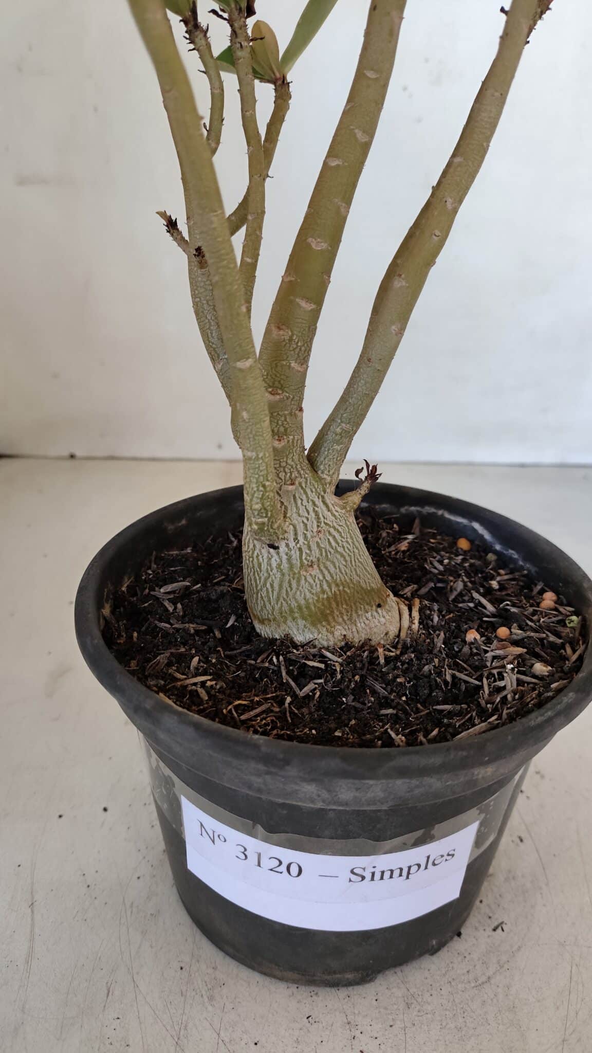 Planta Simples 3120 – 30cm – 03 anos