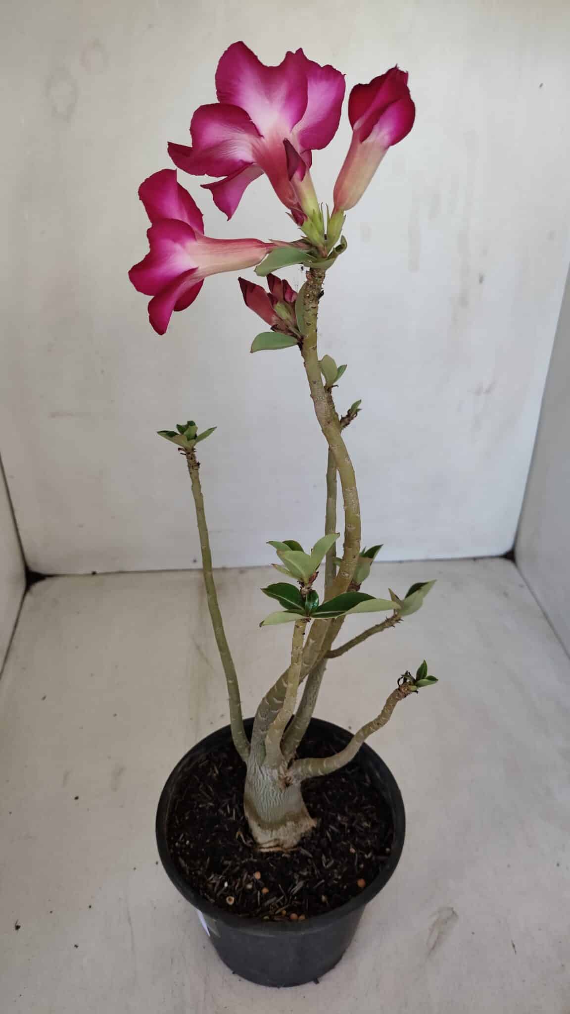 Planta Simples 3120 – 30cm – 03 anos