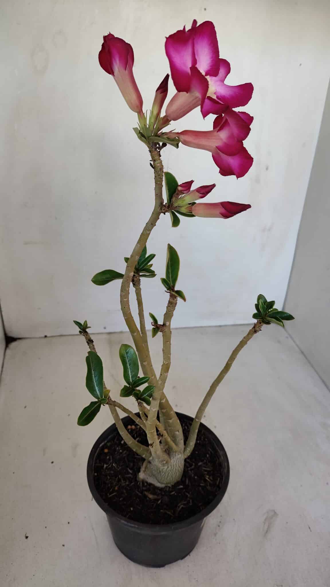 Planta Simples 3120 – 30cm – 03 anos