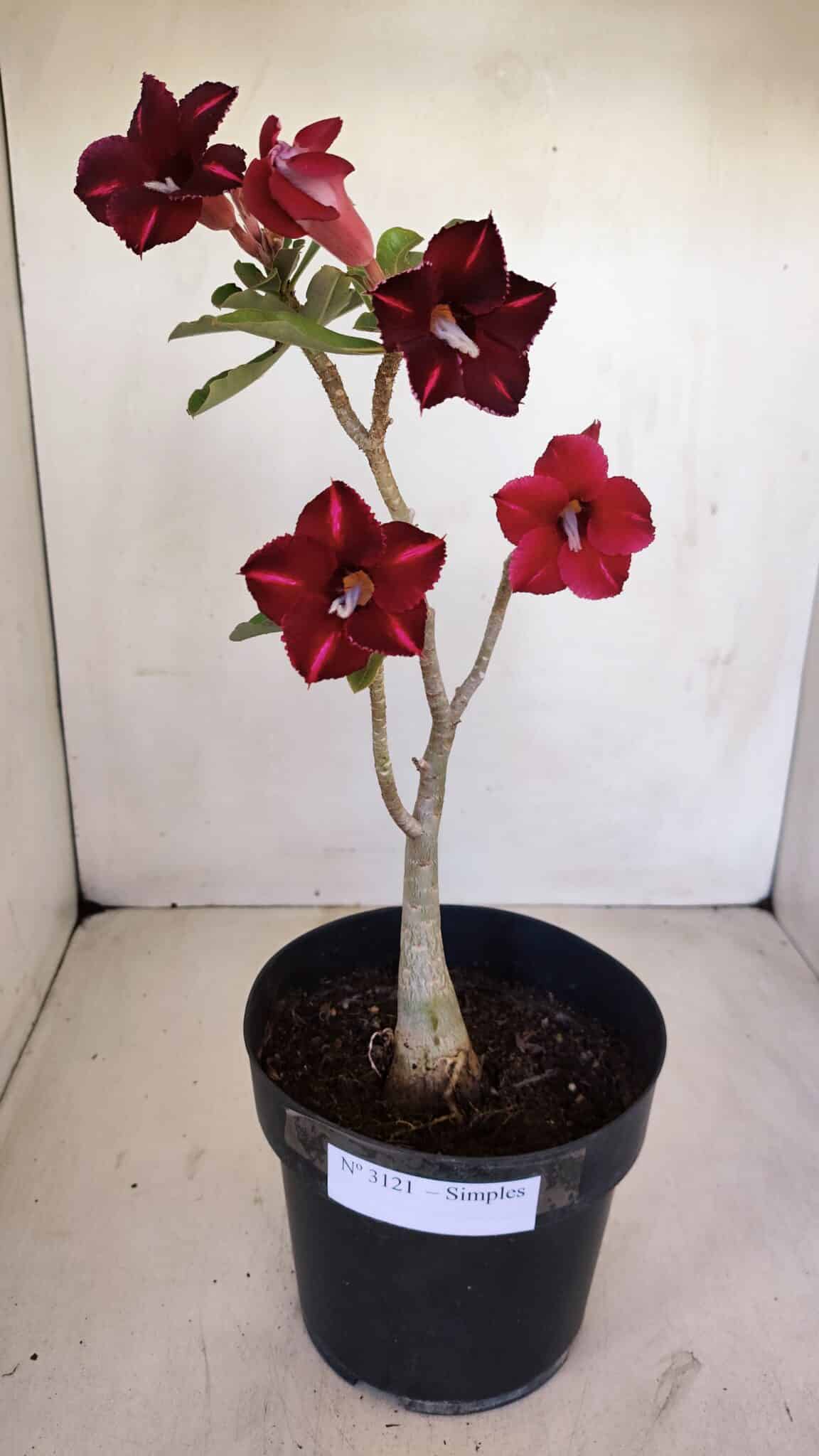 Planta Simples 3121 – 35cm – 03 anos