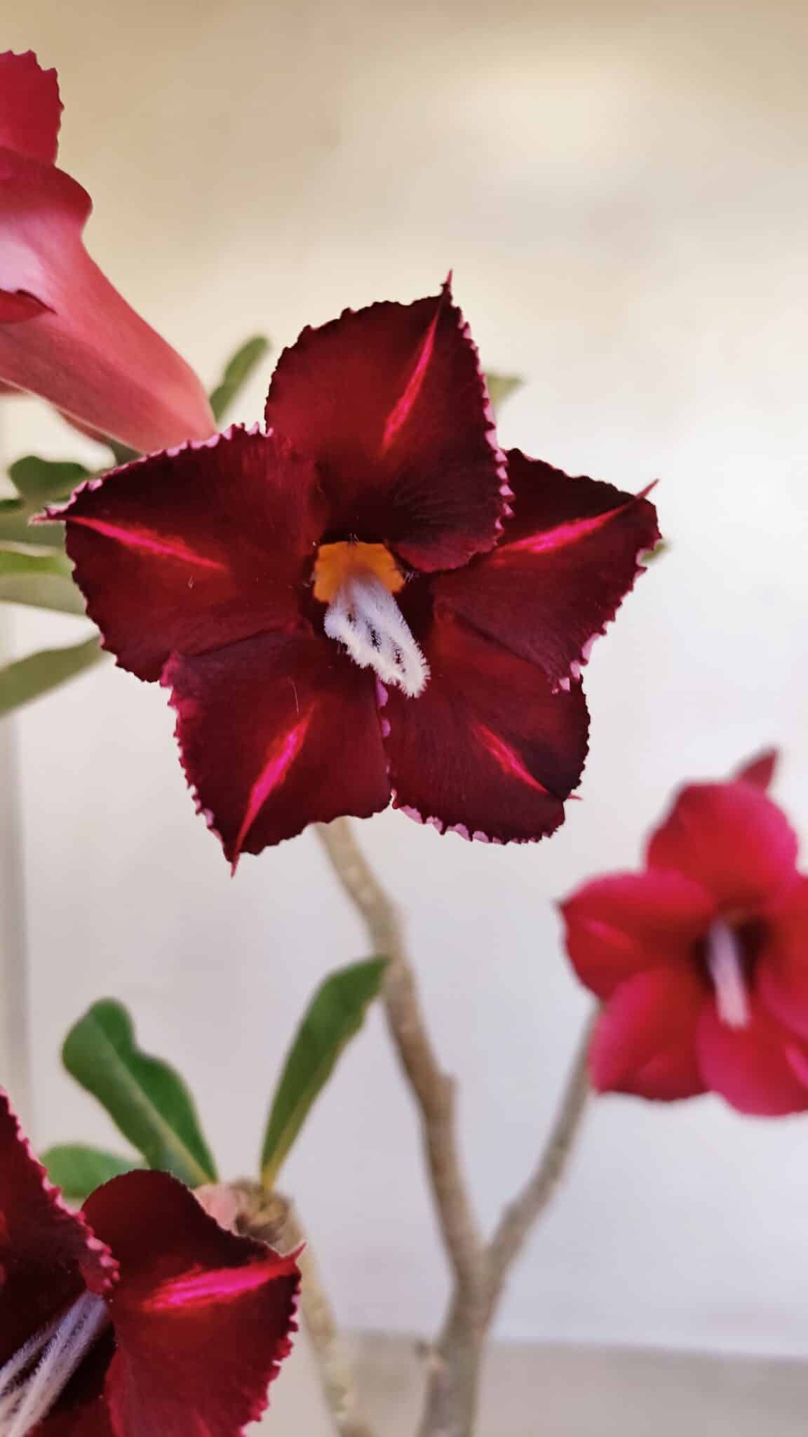 Planta Simples 3121 – 35cm – 03 anos