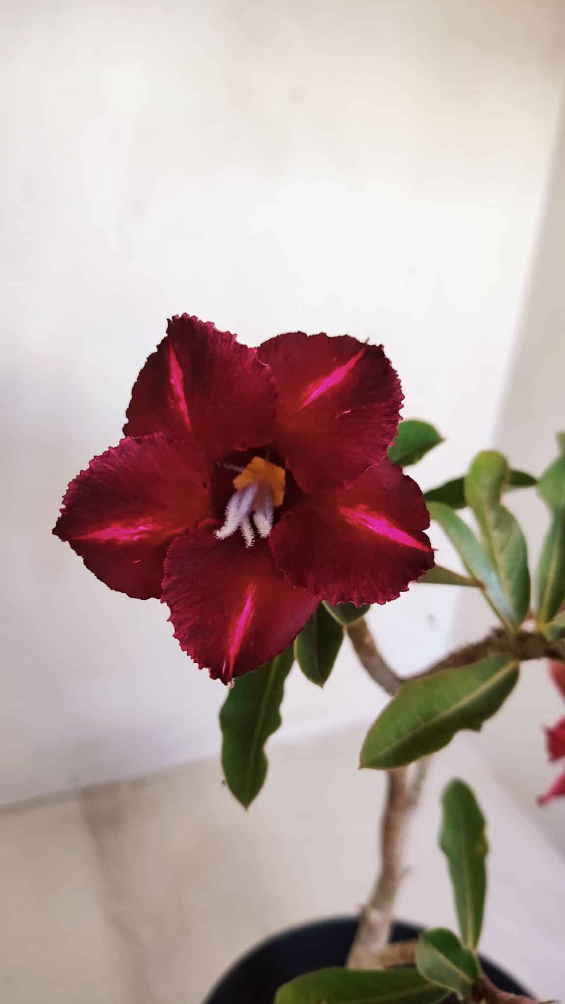 Planta Simples 3121 – 35cm – 03 anos