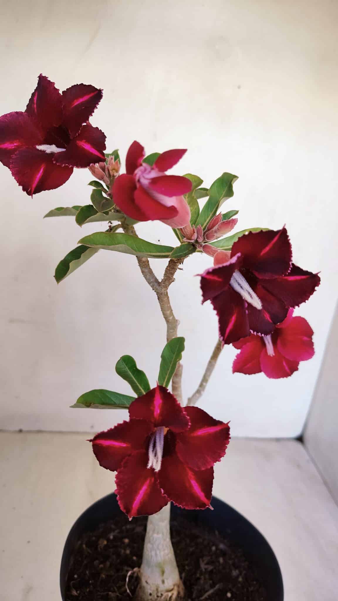 Planta Simples 3121 – 35cm – 03 anos