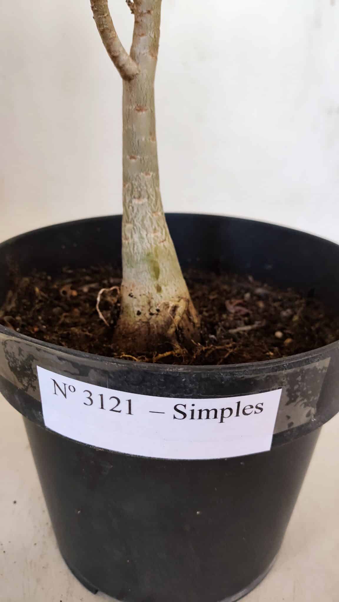 Planta Simples 3121 – 35cm – 03 anos
