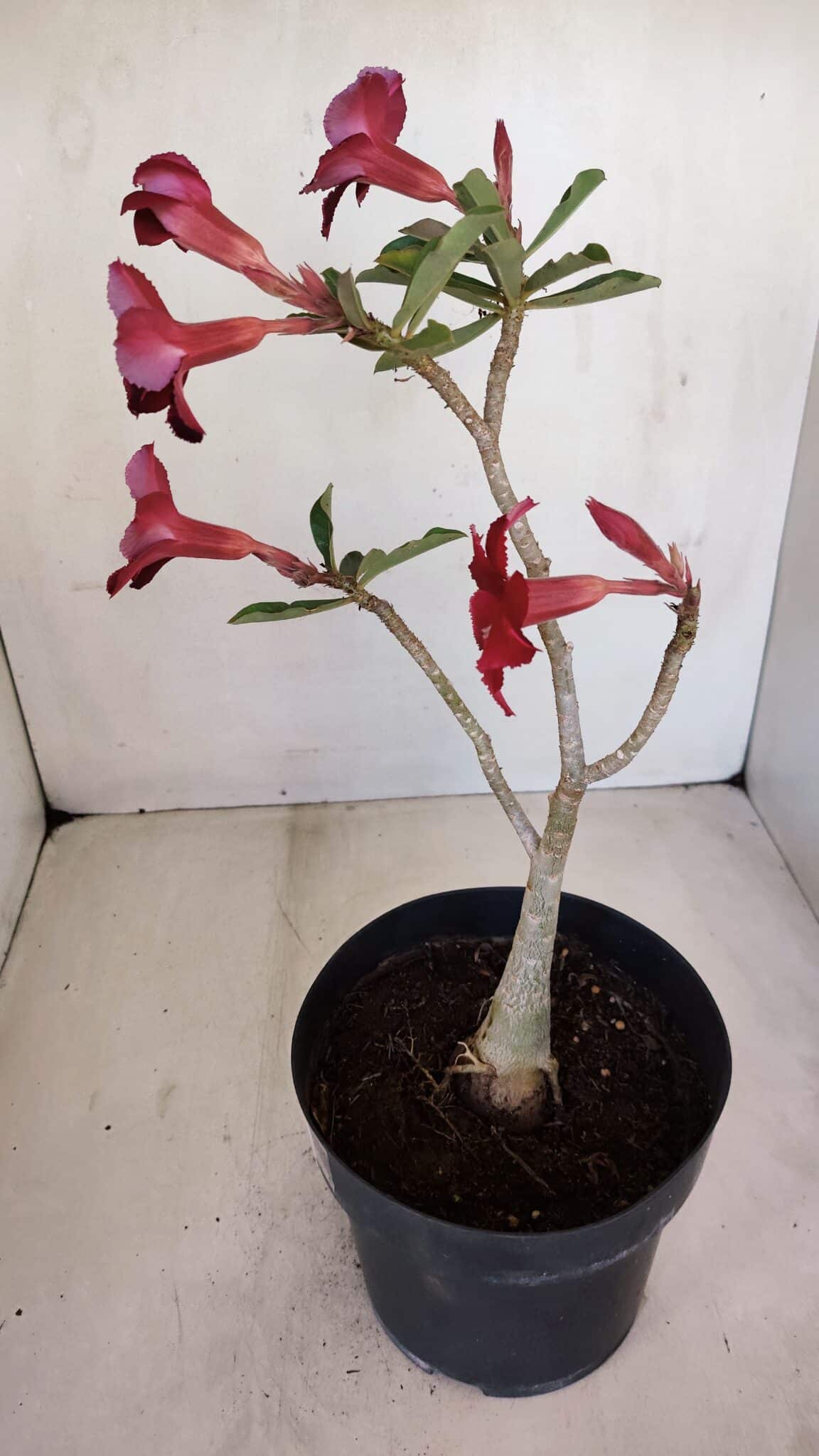 Planta Simples 3121 – 35cm – 03 anos
