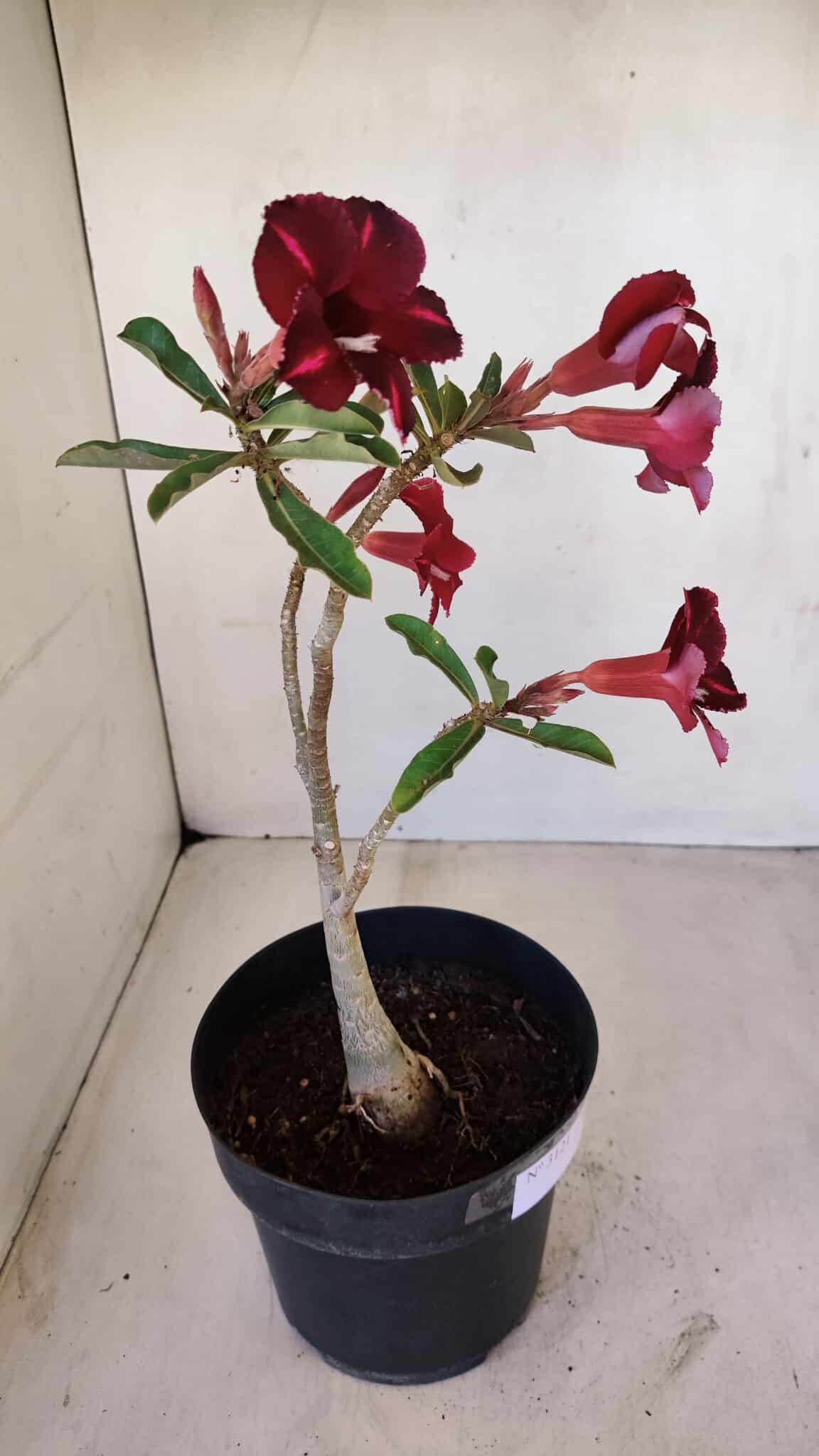 Planta Simples 3121 – 35cm – 03 anos