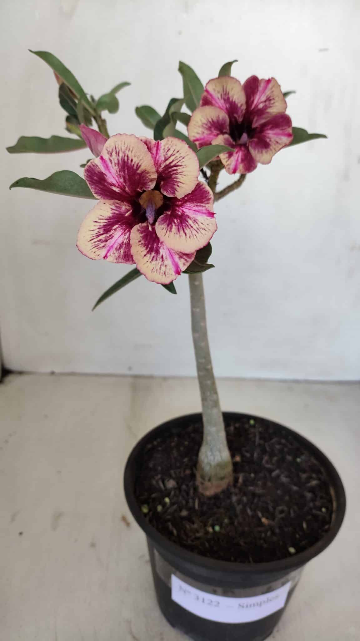 Planta Simples 3122 – 30cm – 02 anos - foto 2
