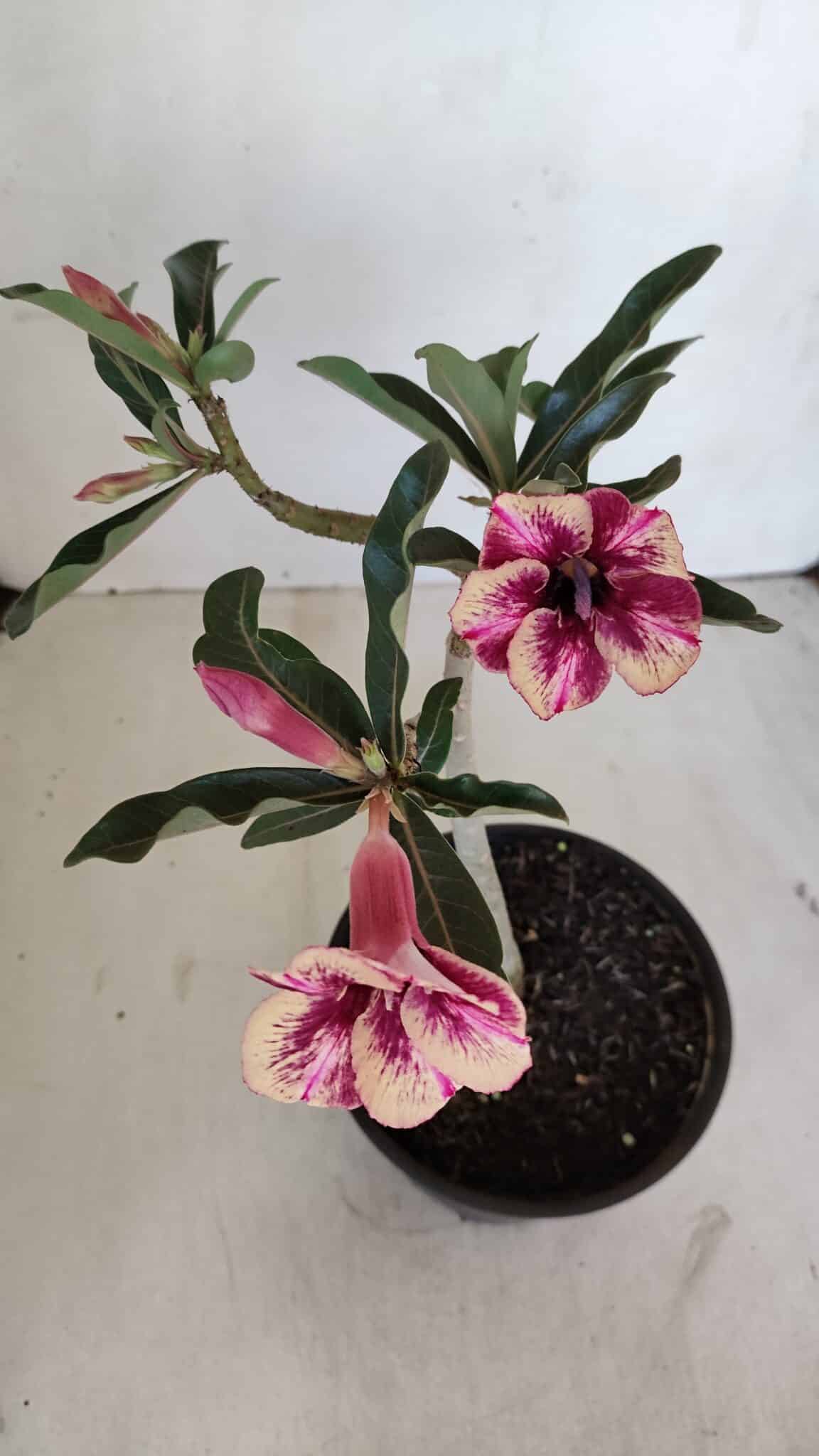 Planta Simples 3122 – 30cm – 02 anos - foto 5