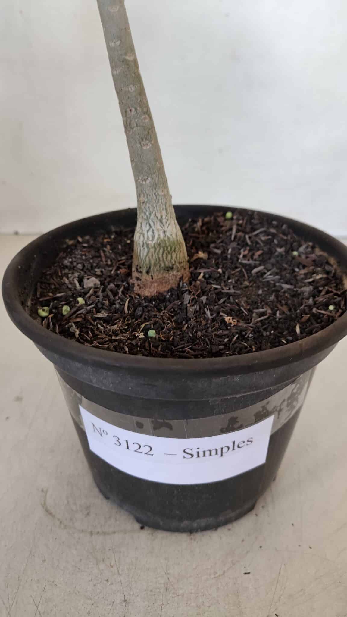 Planta Simples 3122 – 30cm – 02 anos - foto 7