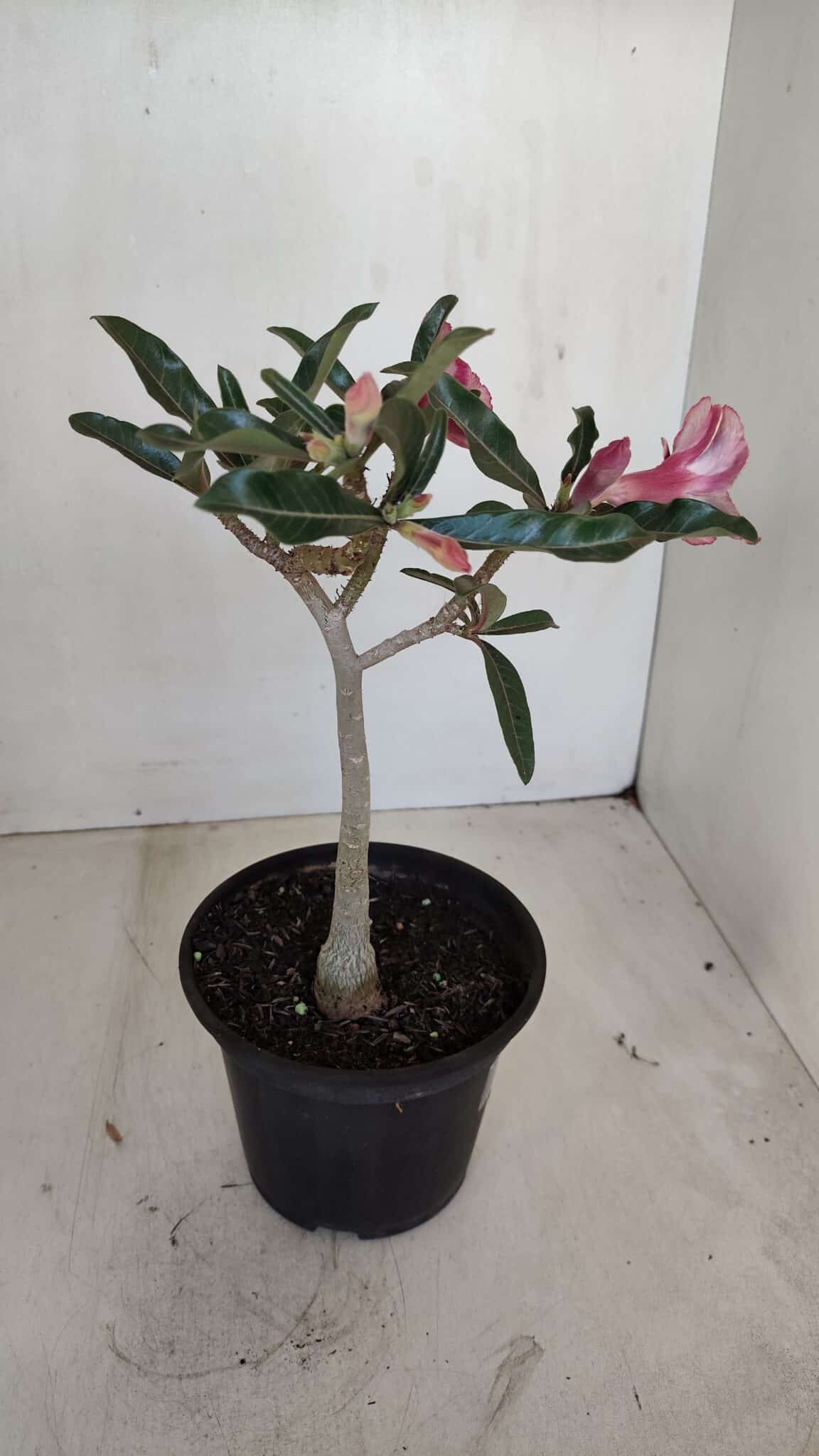 Planta Simples 3122 – 30cm – 02 anos - foto 6