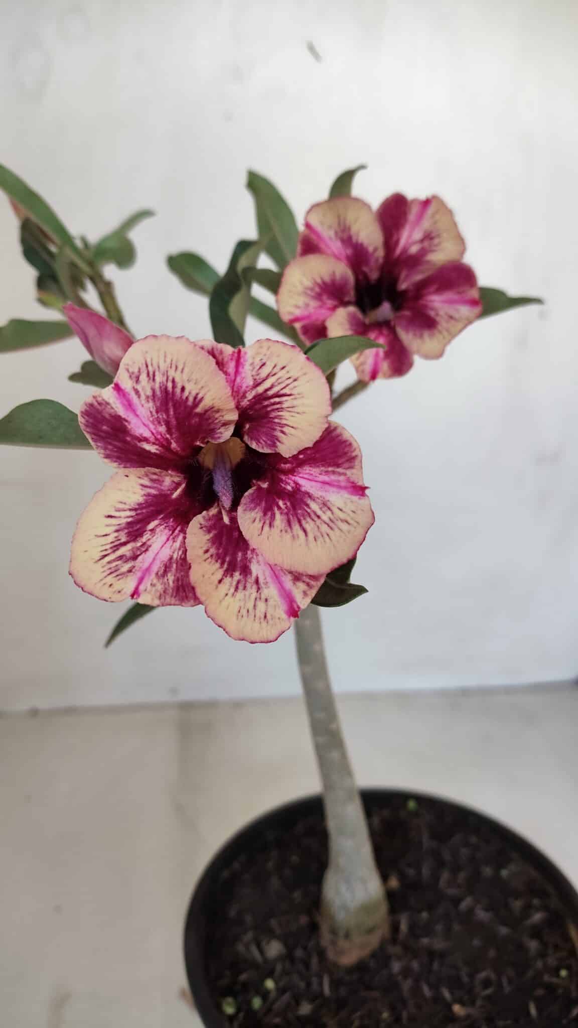 Planta Simples 3122 – 30cm – 02 anos - foto 4
