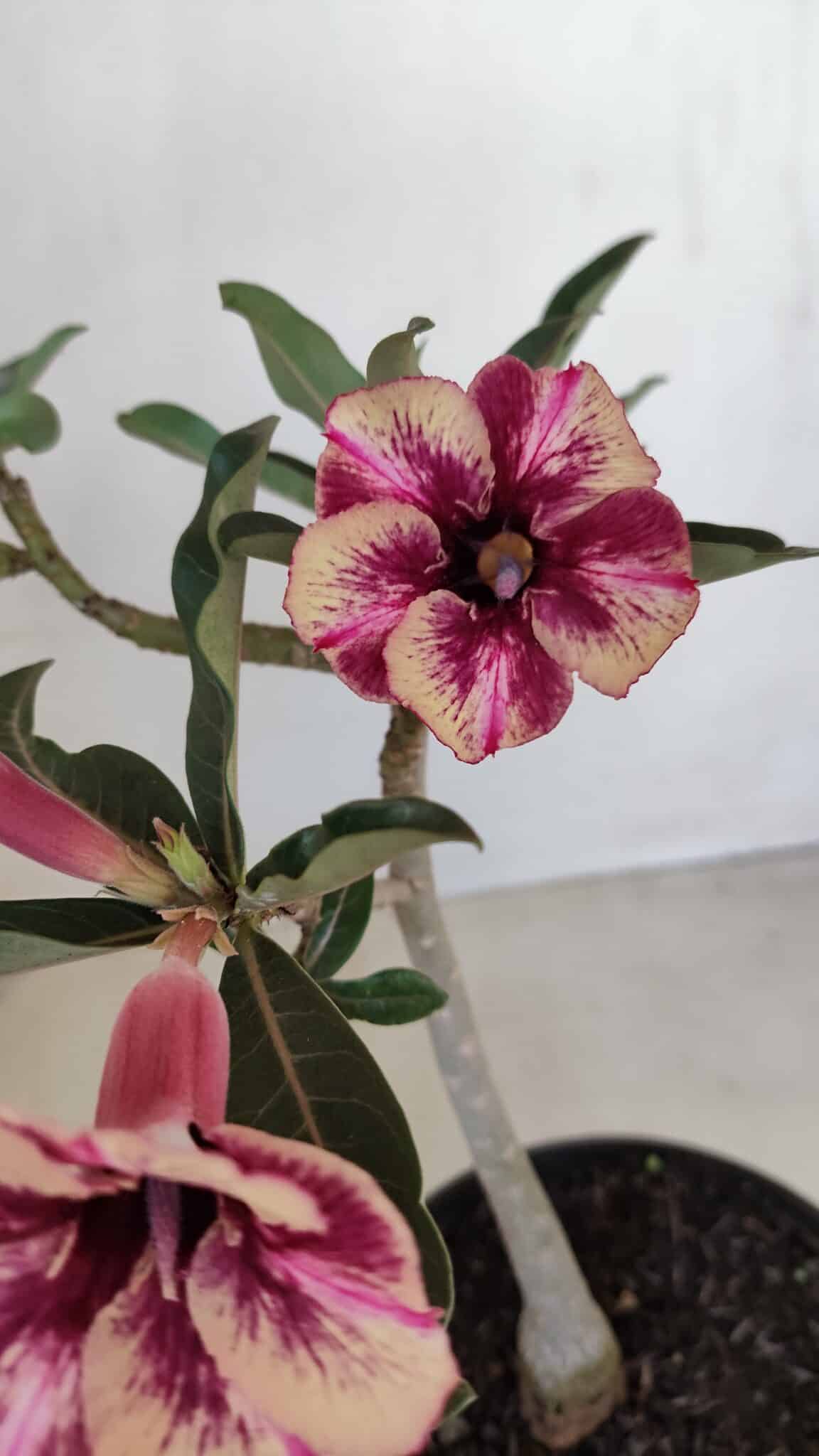 Planta Simples 3122 – 30cm – 02 anos - foto 3