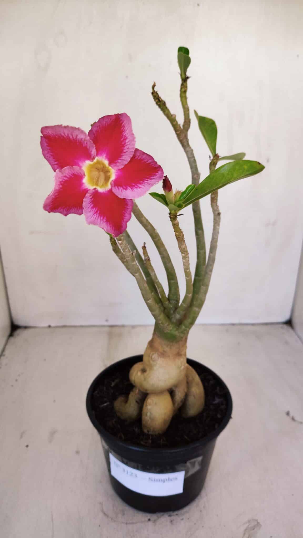 Planta Simples 3123 – 35cm – 03 anos - foto 2