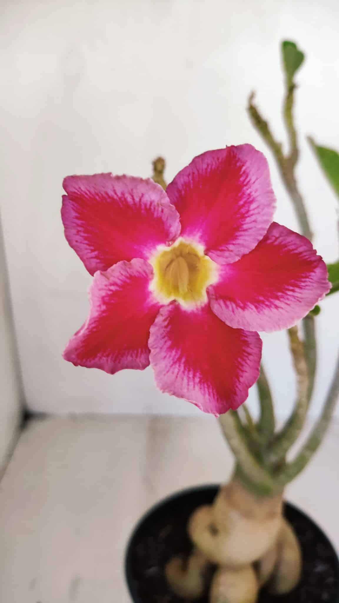 Planta Simples 3123 – 35cm – 03 anos - foto 3