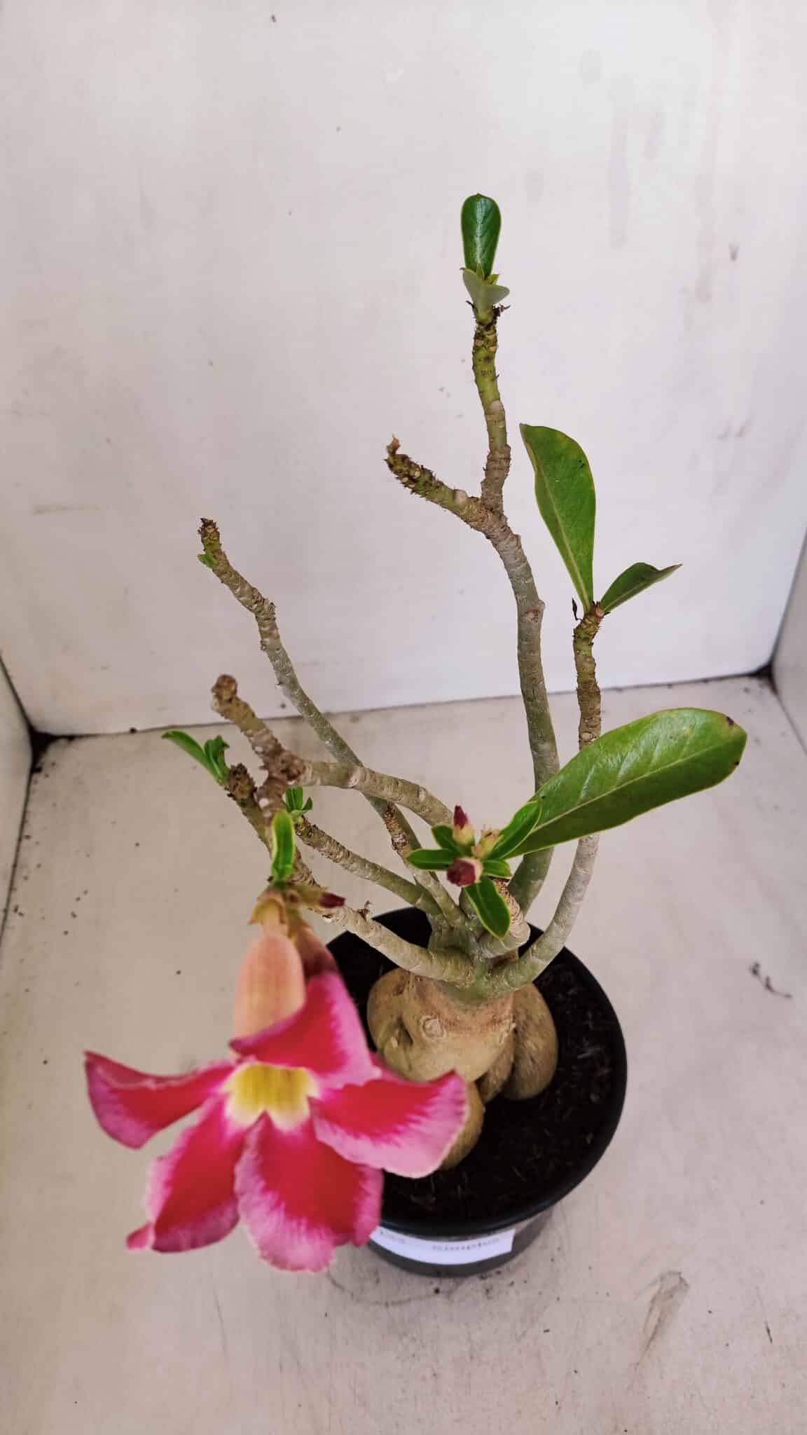 Planta Simples 3123 – 35cm – 03 anos - foto 5