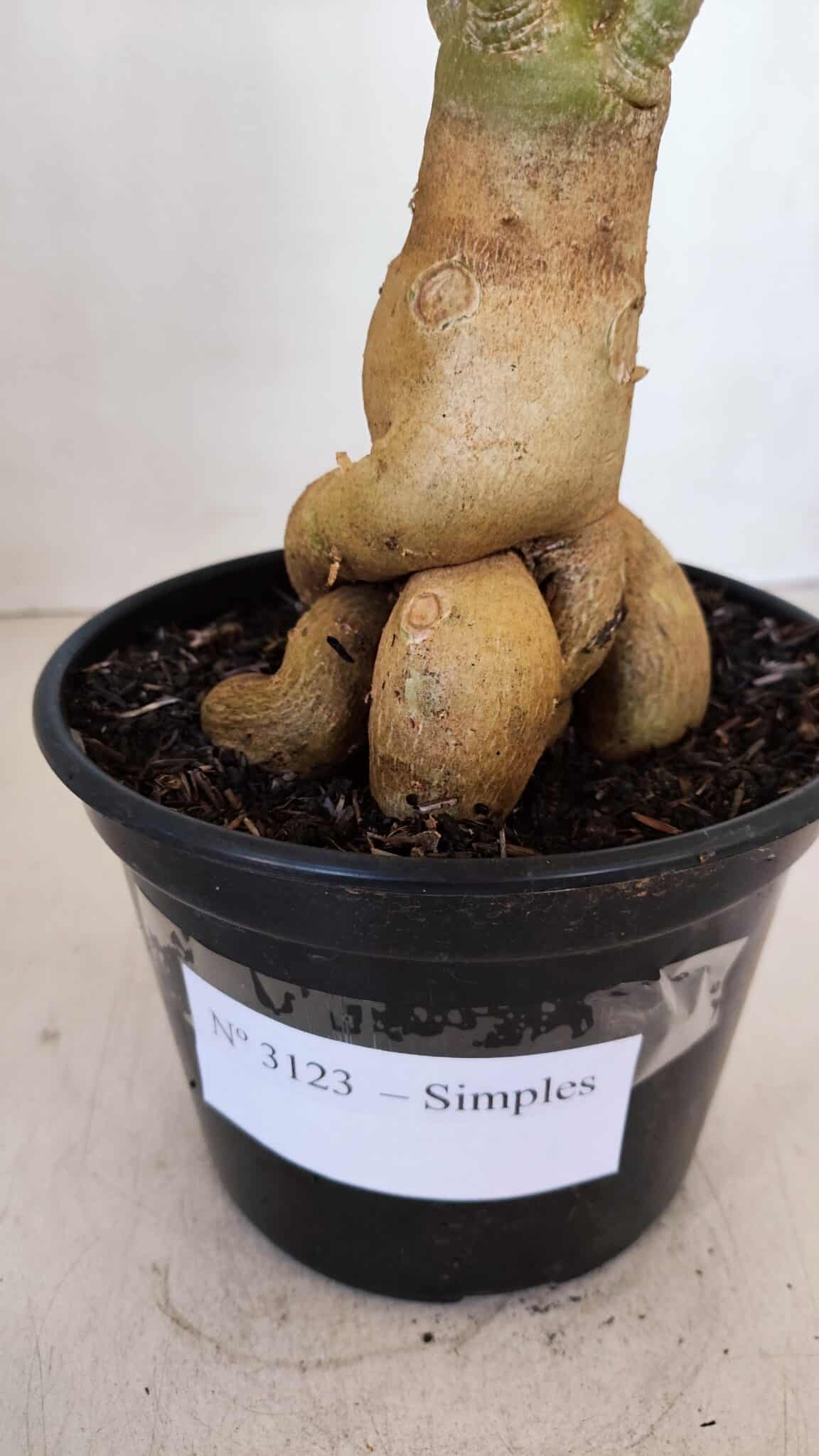 Planta Simples 3123 – 35cm – 03 anos - foto 4