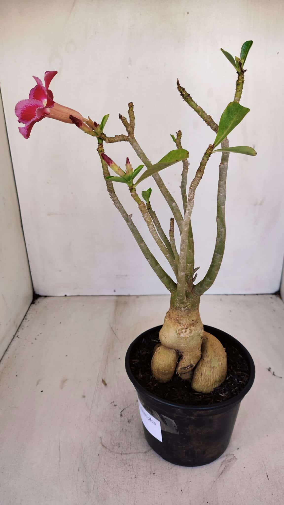 Planta Simples 3123 – 35cm – 03 anos - foto 8