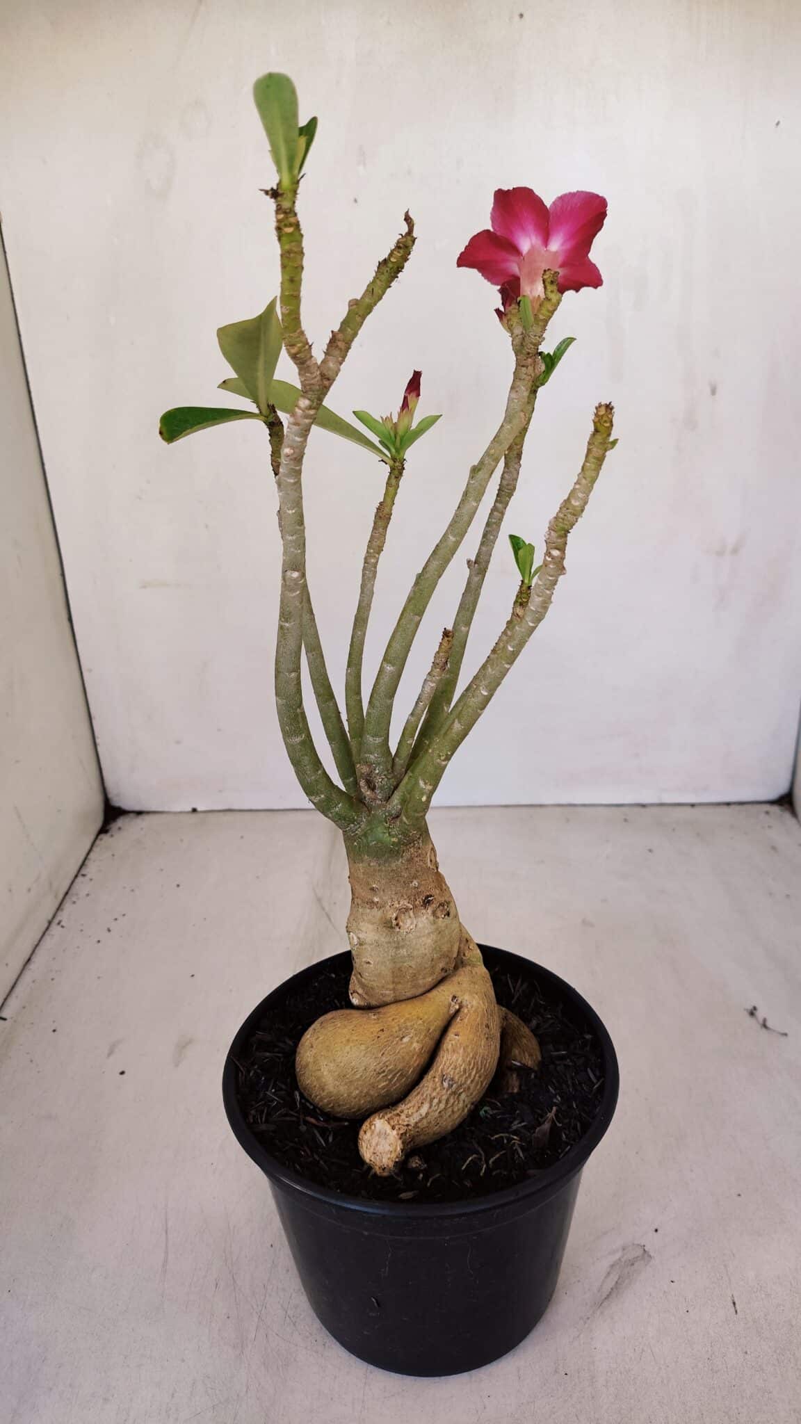 Planta Simples 3123 – 35cm – 03 anos - foto 7