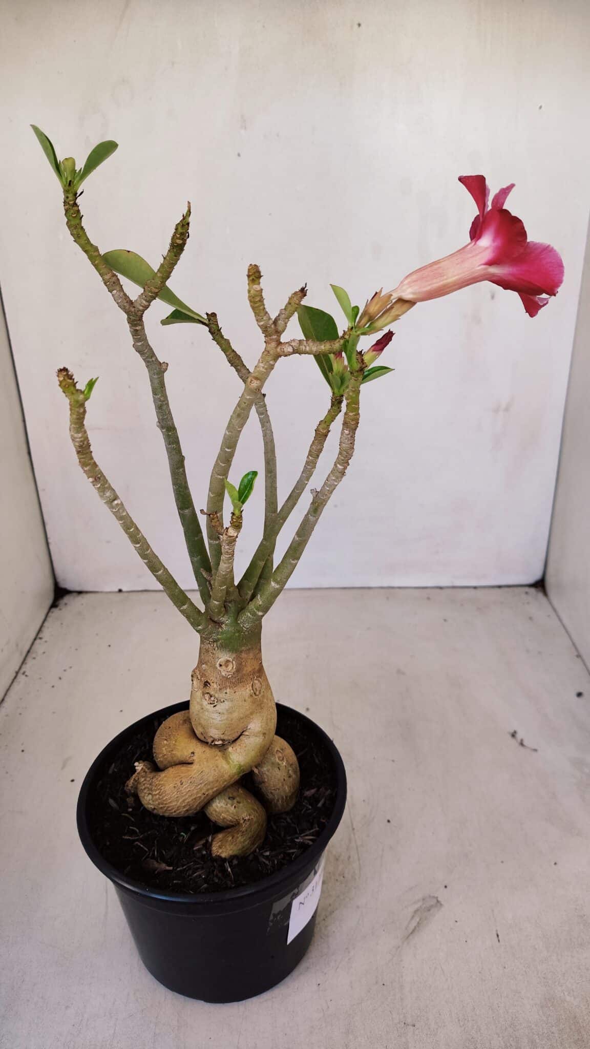 Planta Simples 3123 – 35cm – 03 anos - foto 6