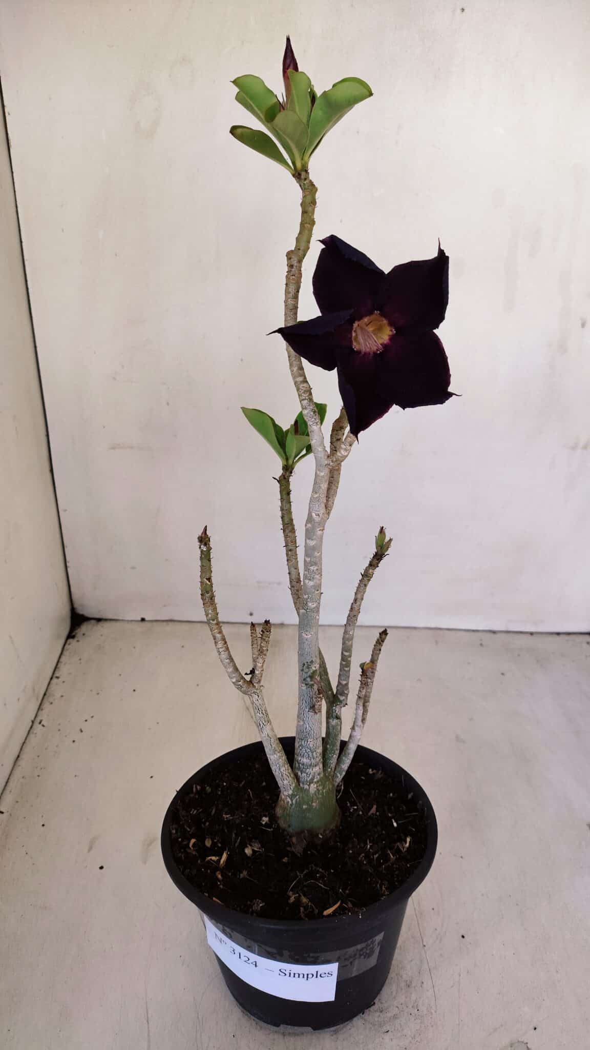 Planta Simples 3124 – 35cm – 03 anos - foto 2