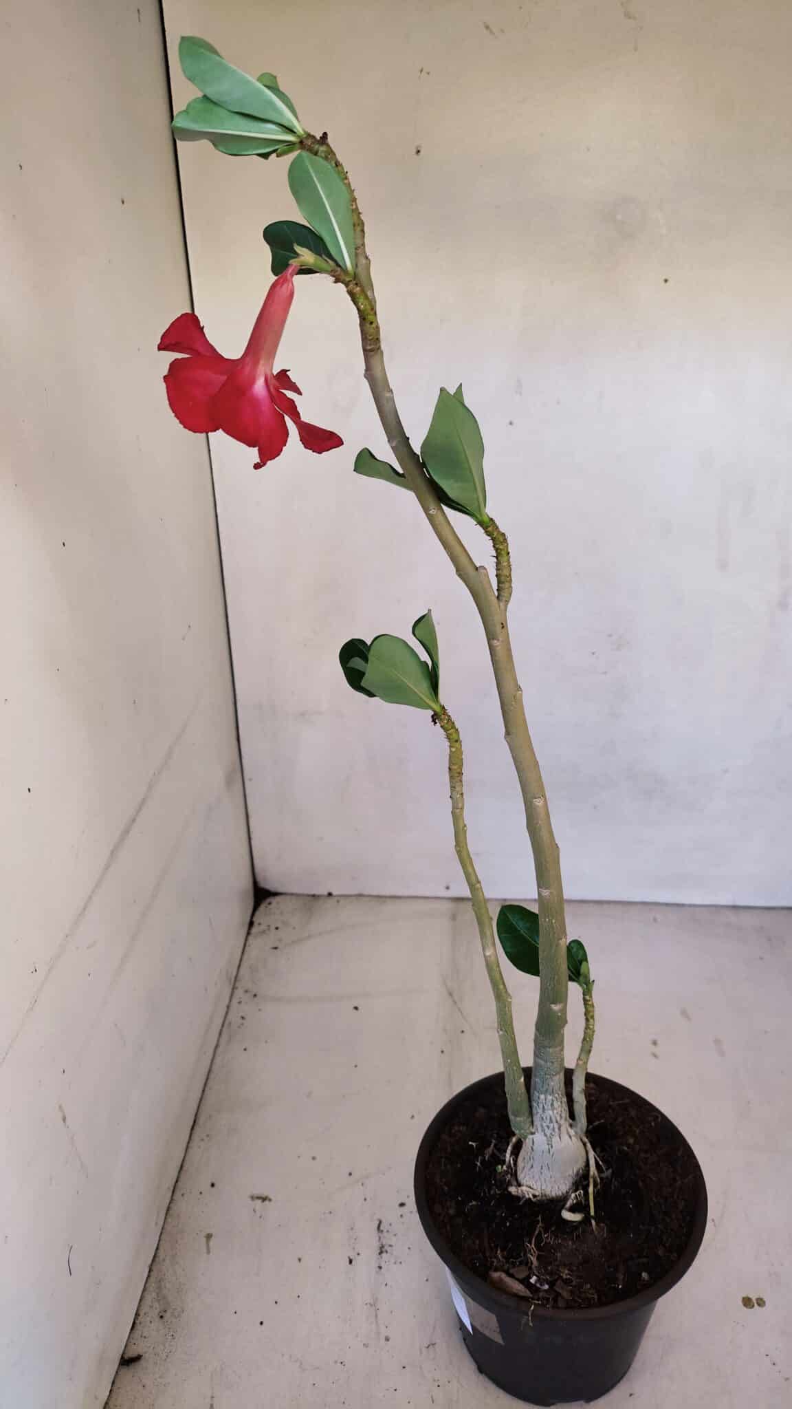 Planta Simples 3104 – 35cm – 03 anos