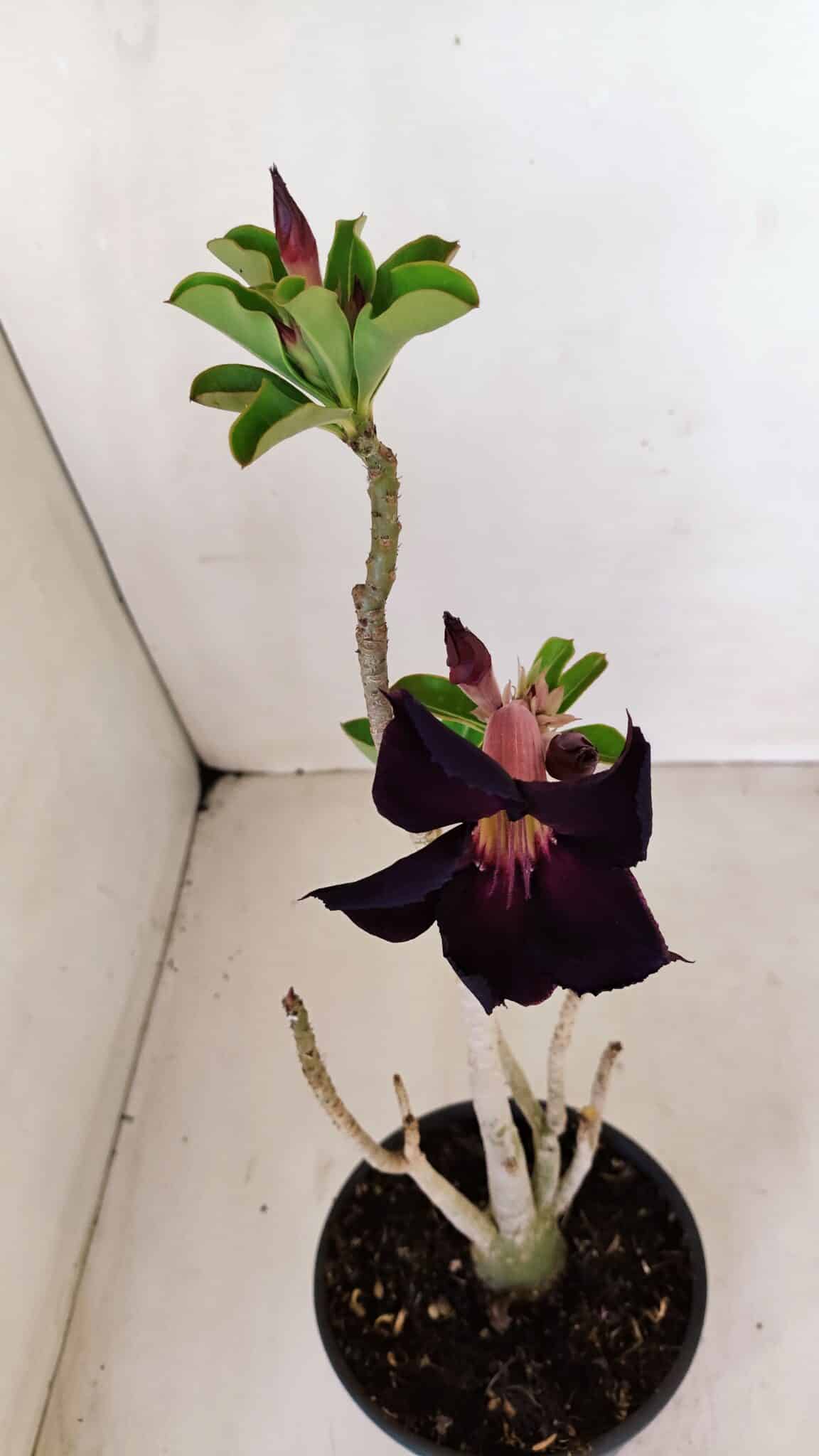 Planta Simples 3124 – 35cm – 03 anos - foto 4
