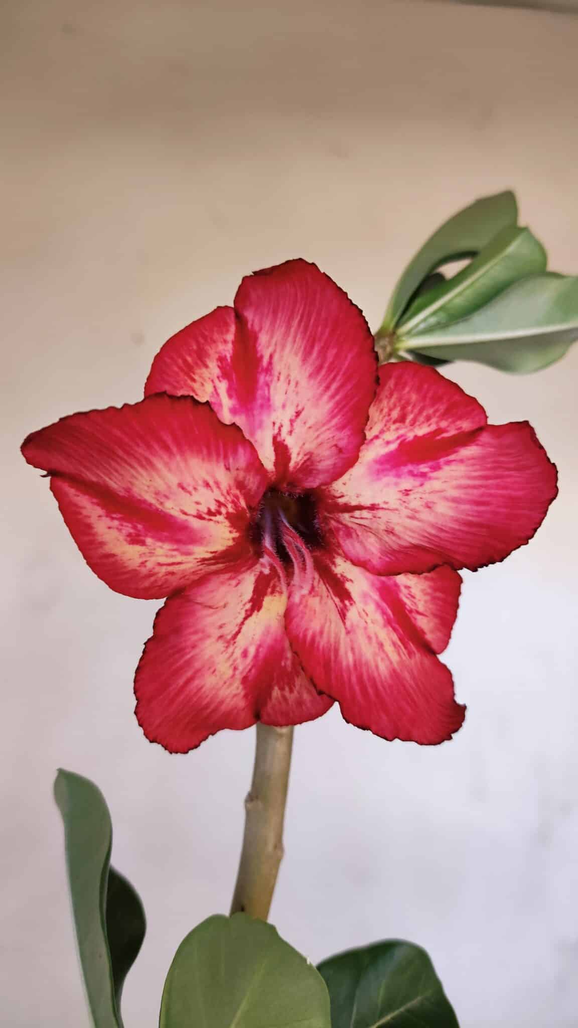 Planta Simples 3104 – 35cm – 03 anos