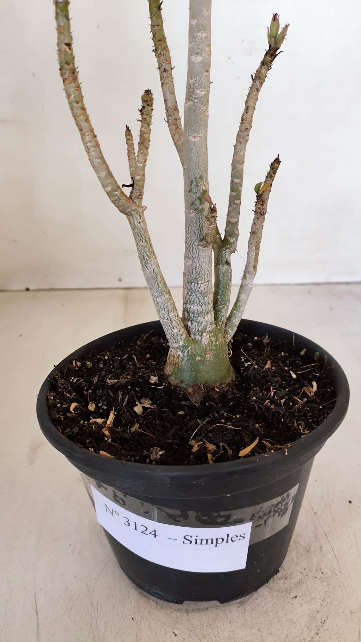 Planta Simples 3124 – 35cm – 03 anos - foto 6