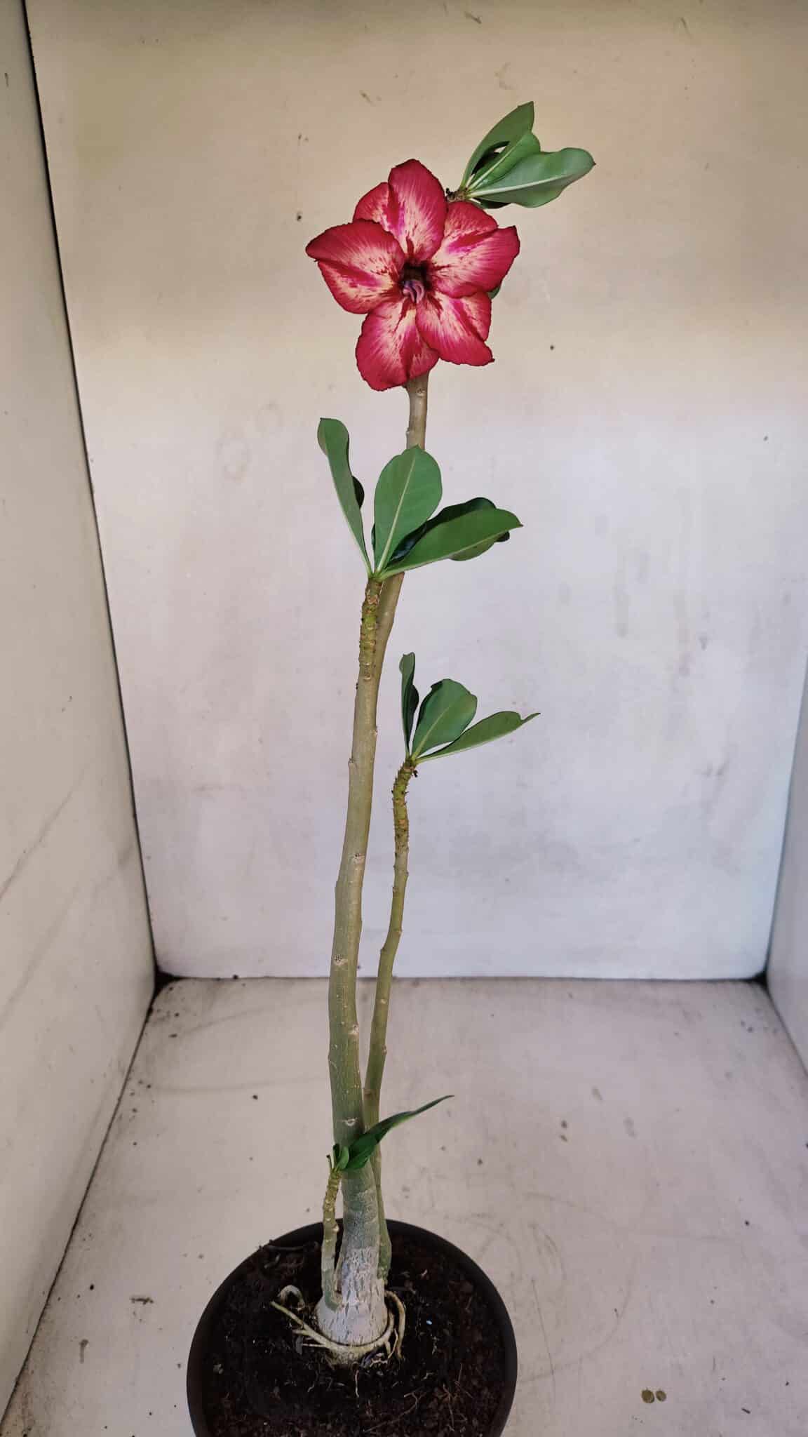 Planta Simples 3104 – 35cm – 03 anos