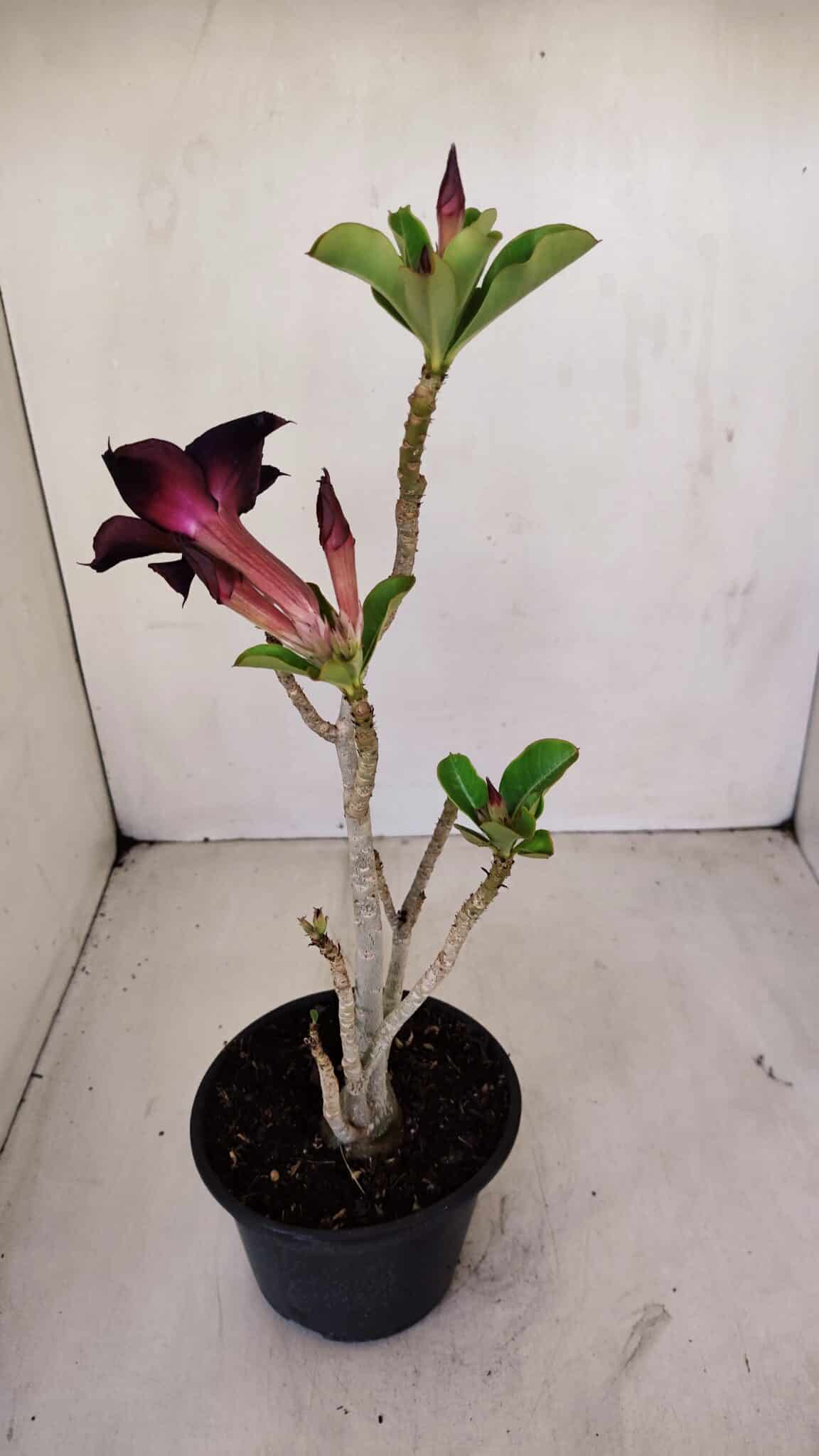 Planta Simples 3124 – 35cm – 03 anos - foto 5