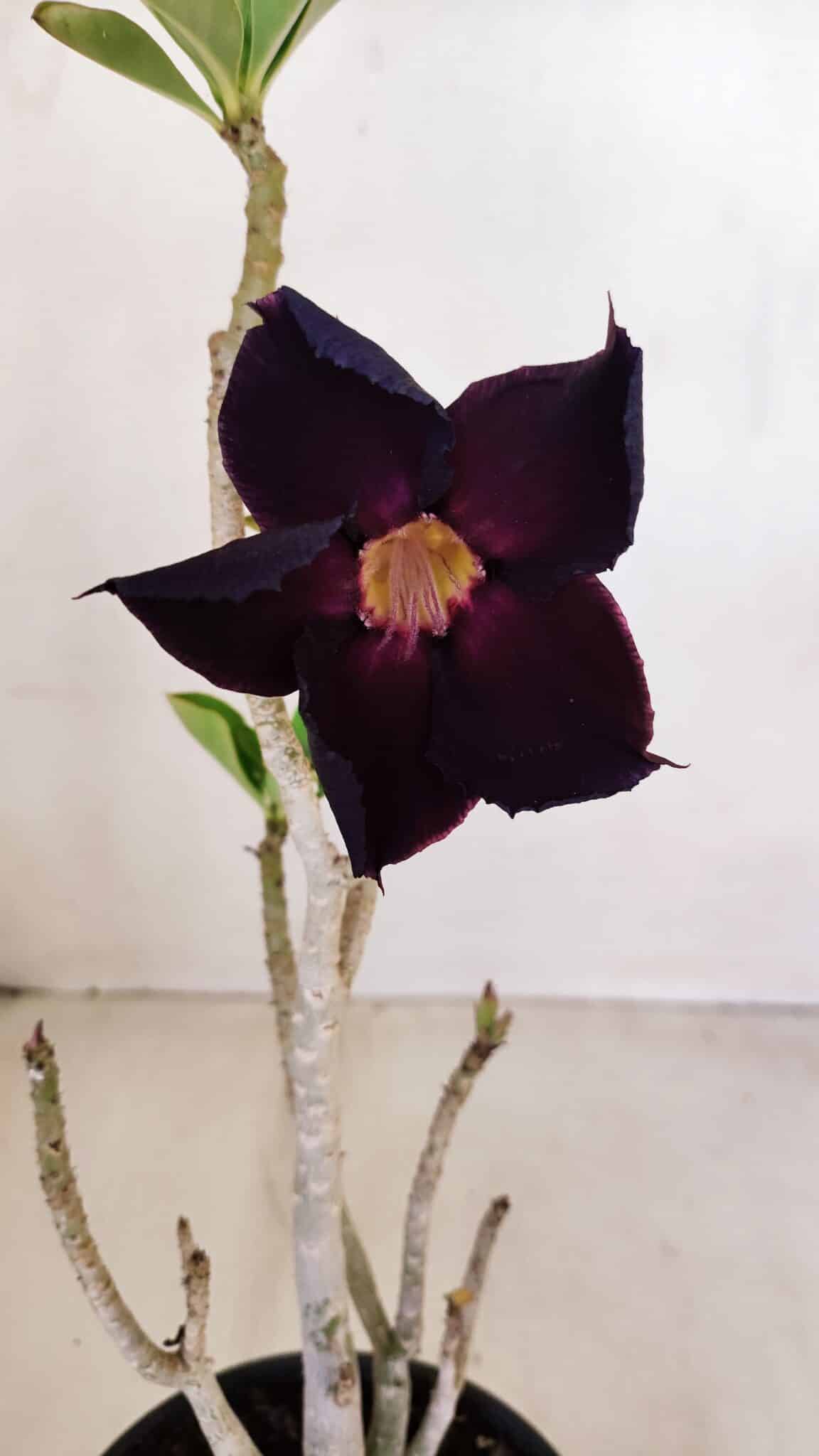 Planta Simples 3124 – 35cm – 03 anos - foto 3