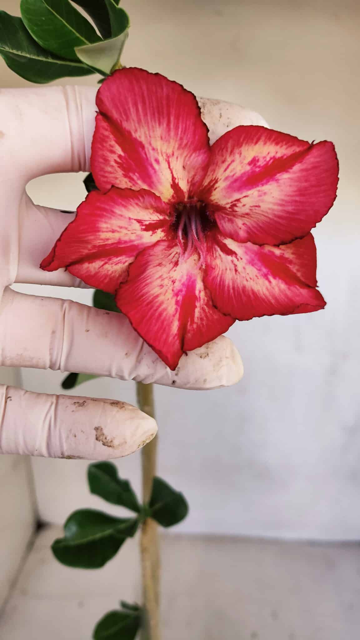 Planta Simples 3104 – 35cm – 03 anos
