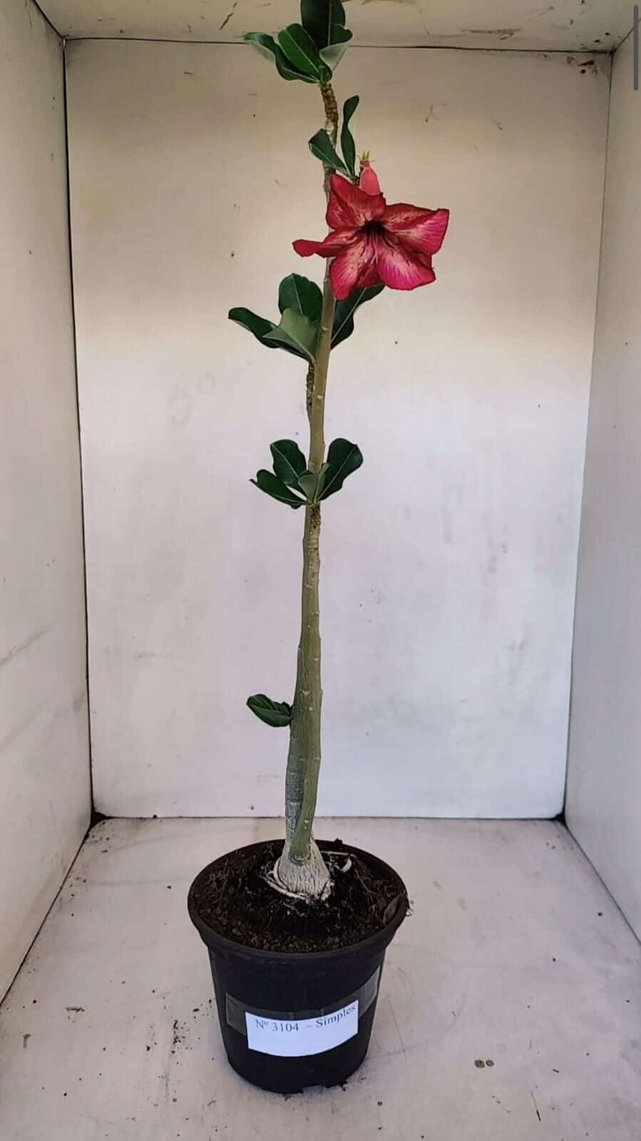 Planta Simples 3104 – 35cm – 03 anos