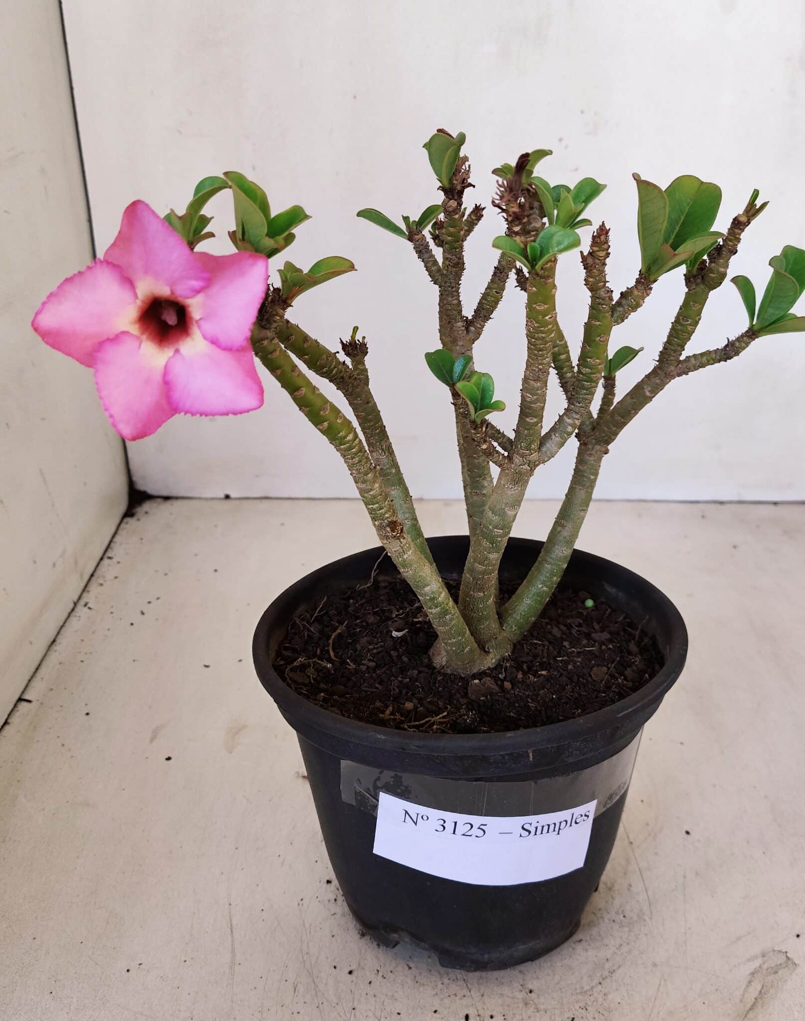 Planta Simples 3125 – 25cm – 02 anos - foto 2
