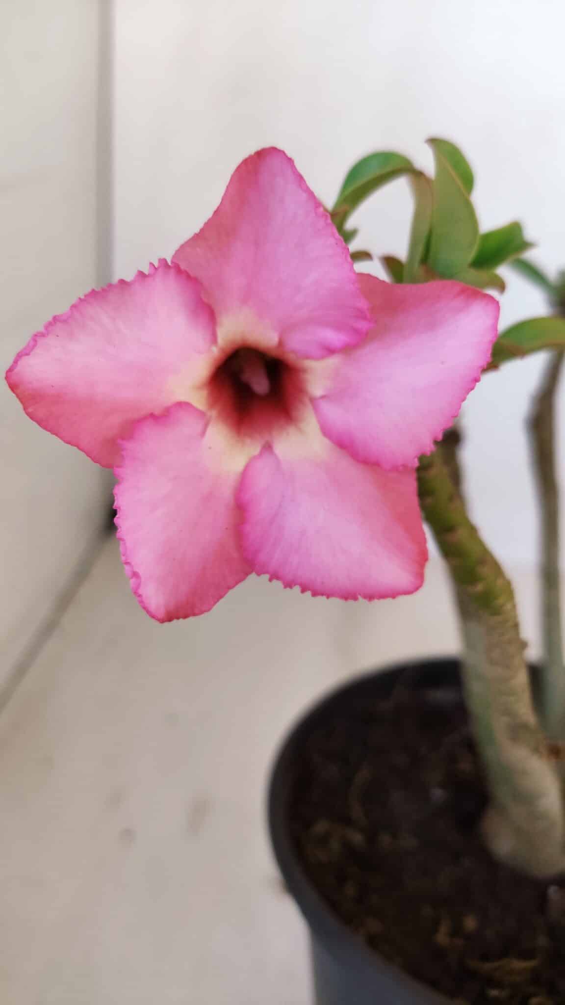 Planta Simples 3125 – 25cm – 02 anos - foto 3