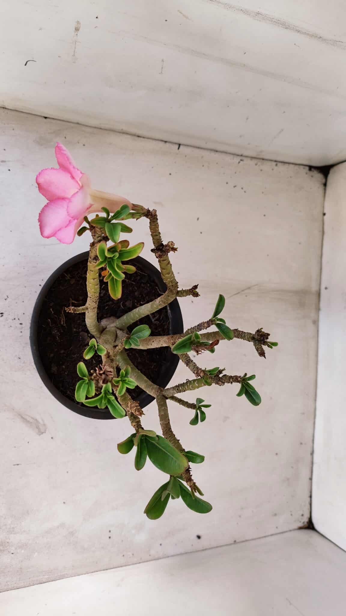 Planta Simples 3125 – 25cm – 02 anos - foto 7