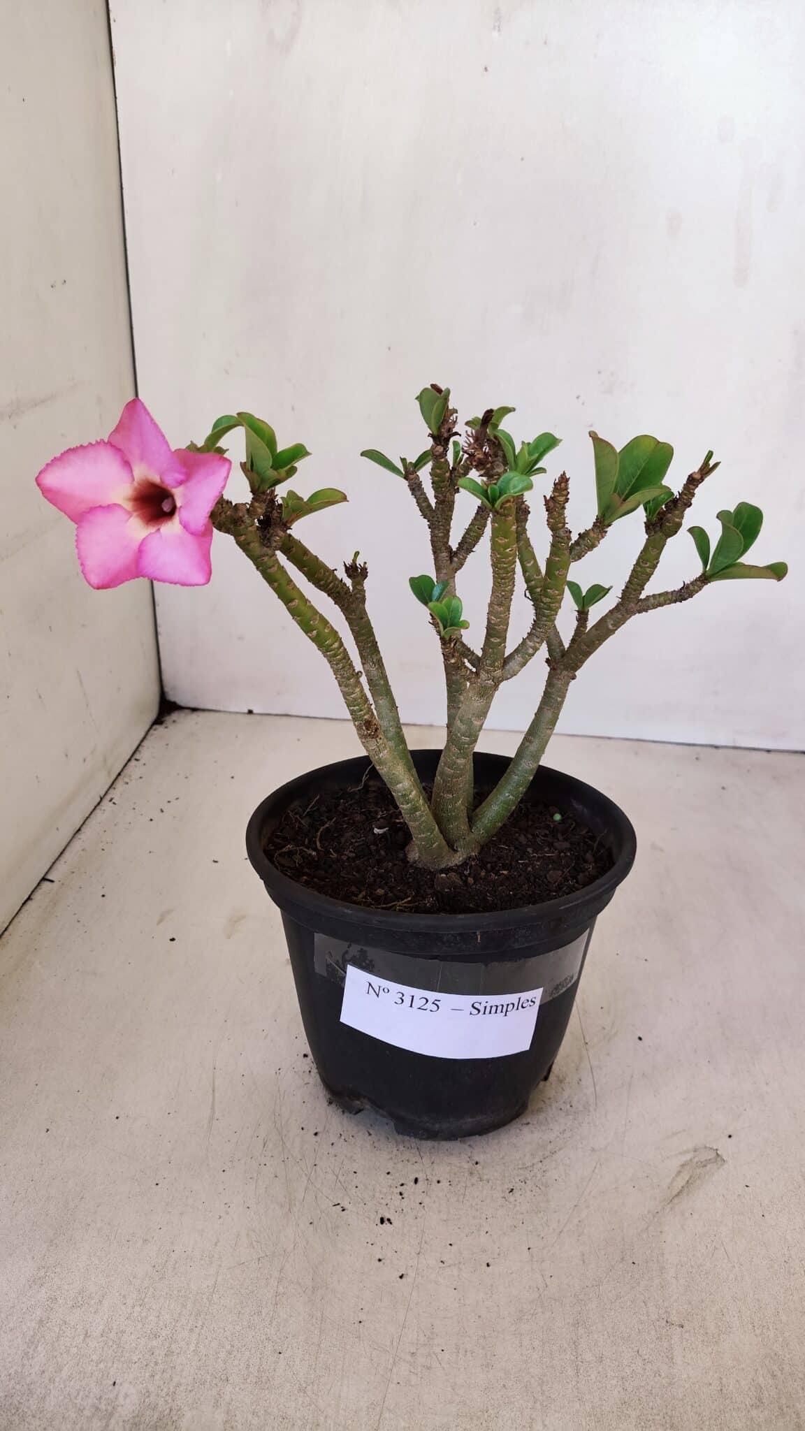 Planta Simples 3125 – 25cm – 02 anos - foto 8