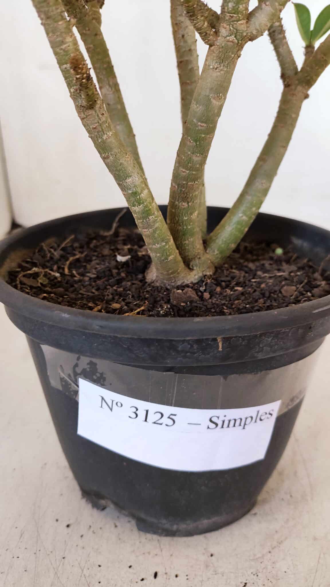 Planta Simples 3125 – 25cm – 02 anos - foto 5