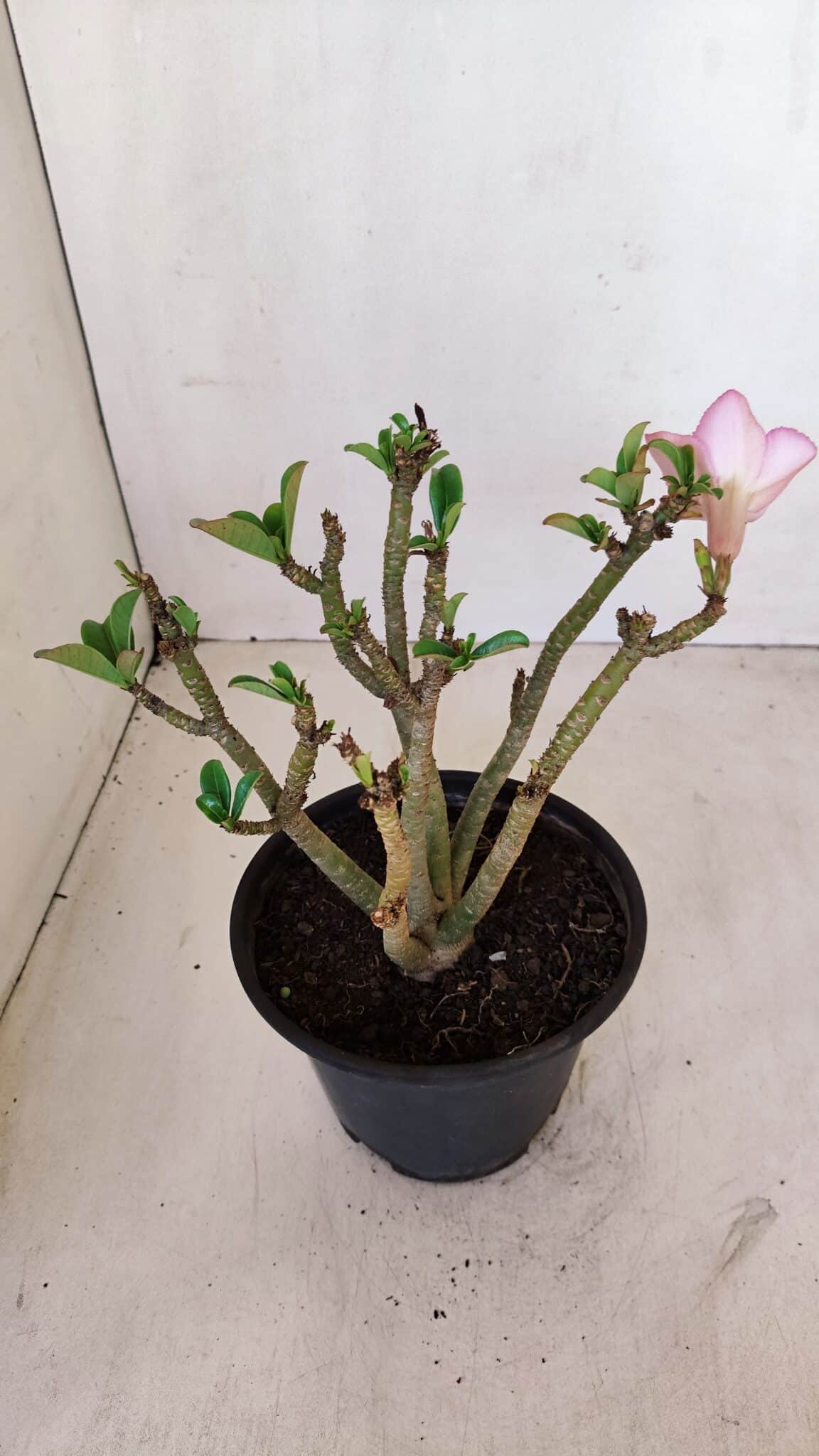 Planta Simples 3125 – 25cm – 02 anos - foto 4