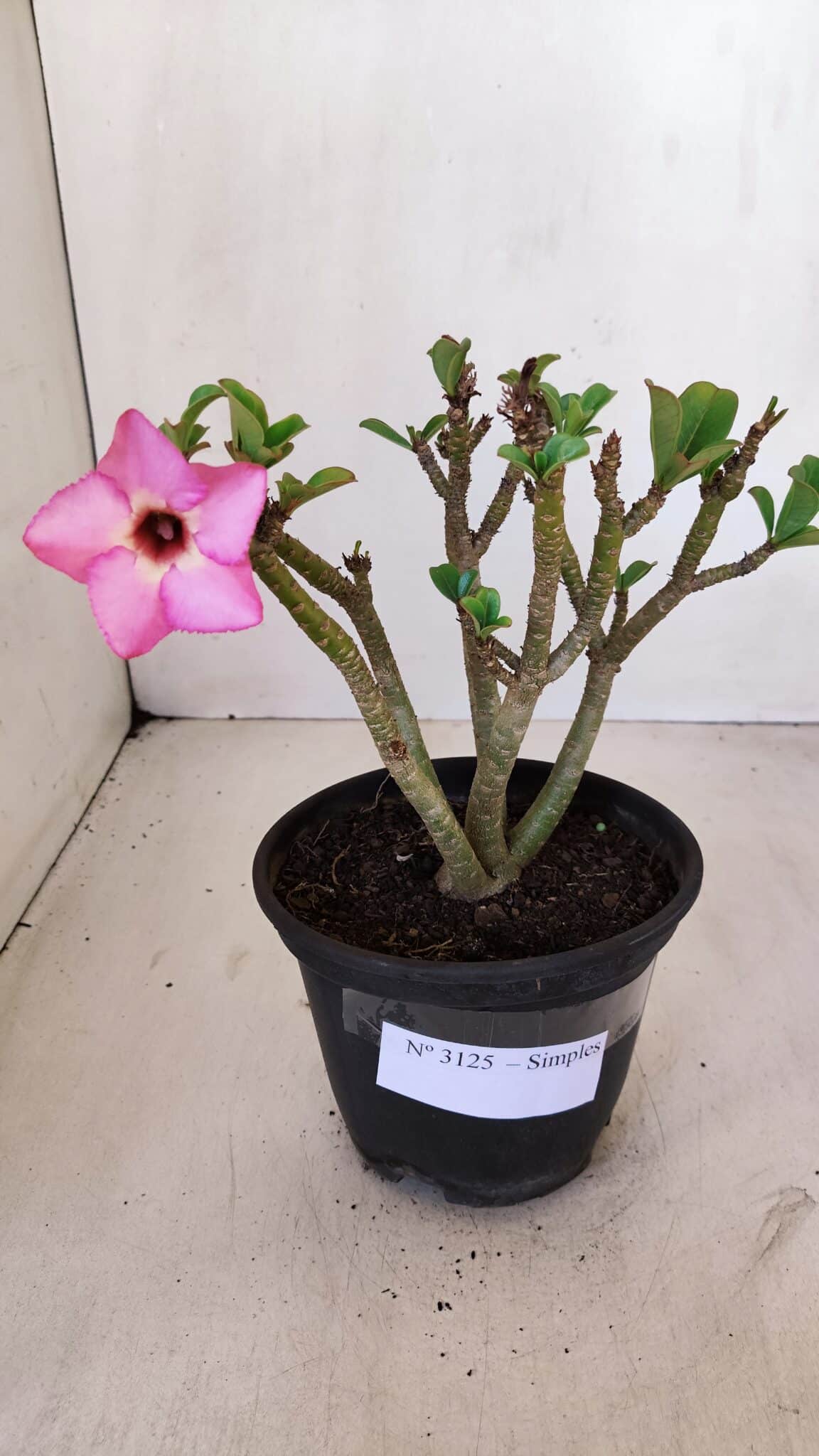 Planta Simples 3125 – 25cm – 02 anos - foto 6