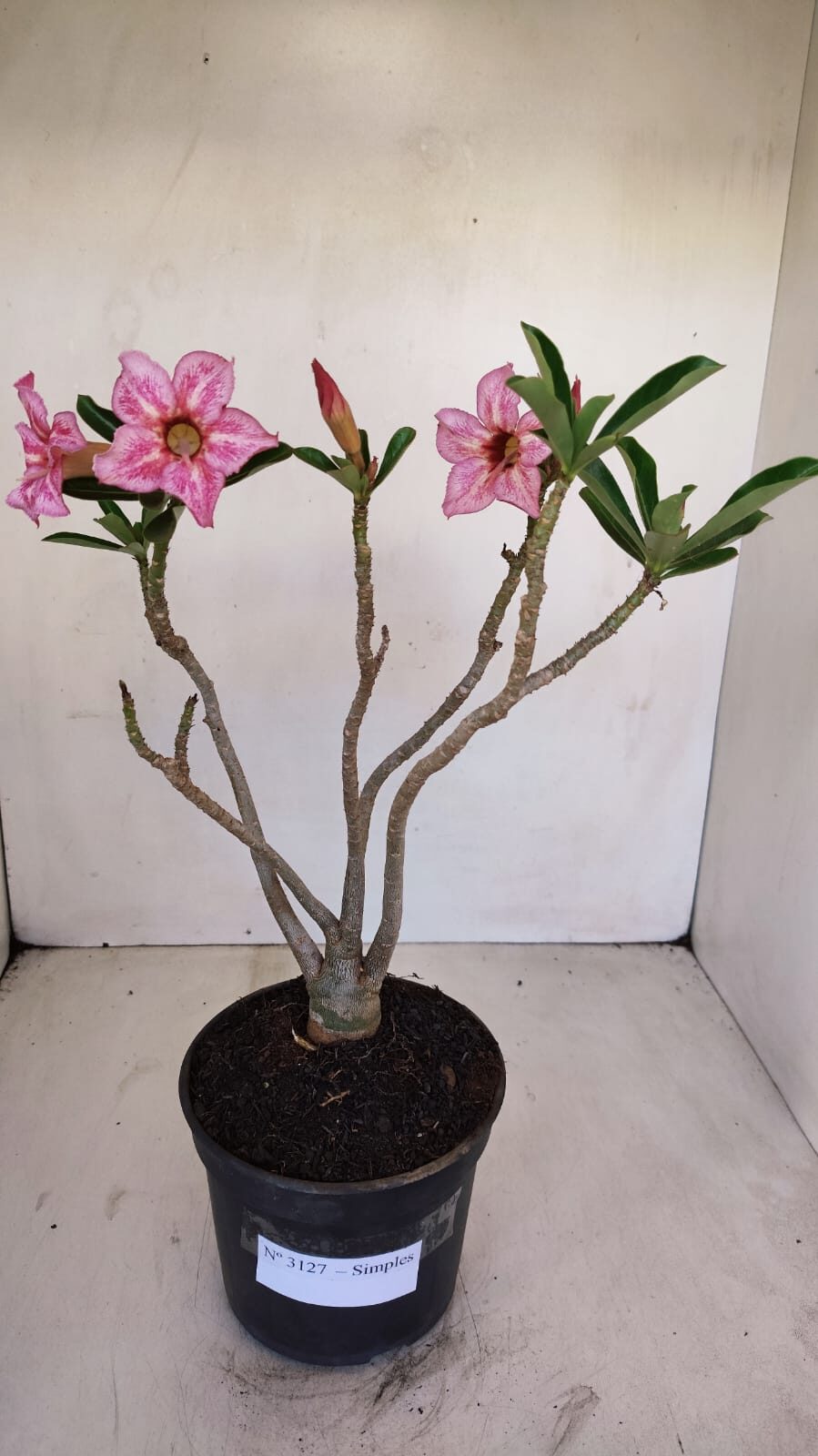 Planta Simples 3127 – 30cm – 03 anos - foto 2