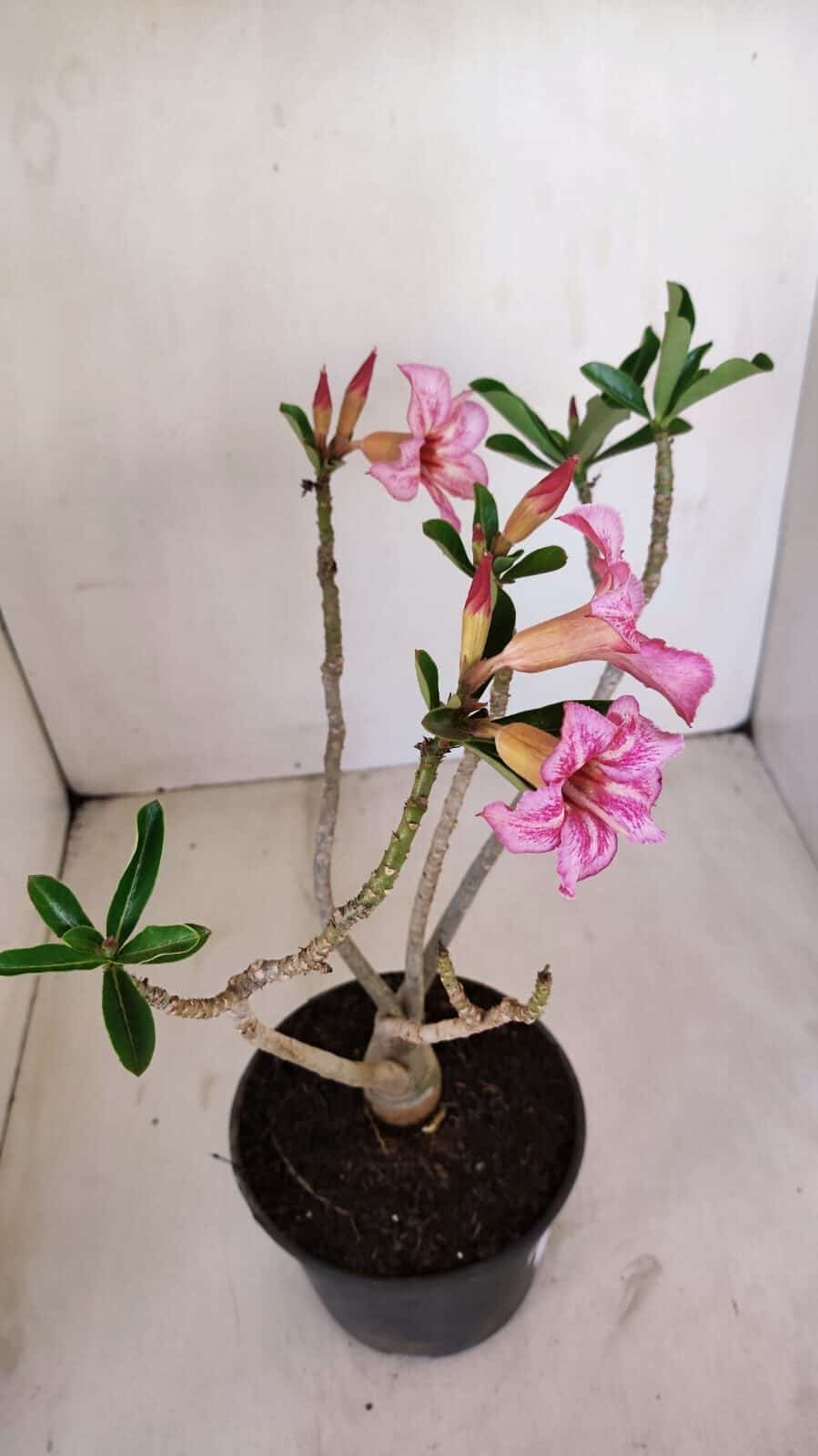 Planta Simples 3127 – 30cm – 03 anos - foto 8