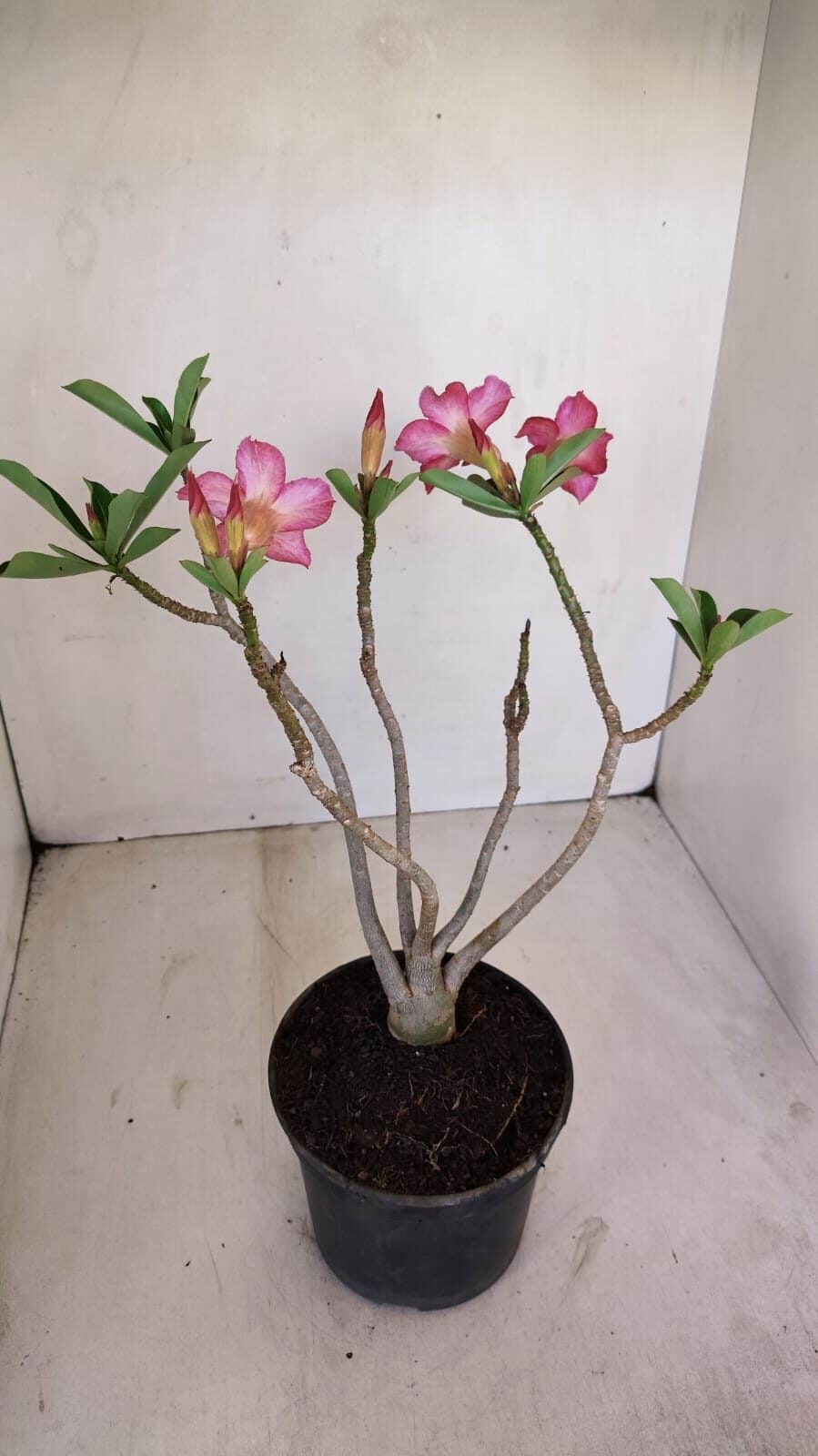 Planta Simples 3127 – 30cm – 03 anos - foto 6