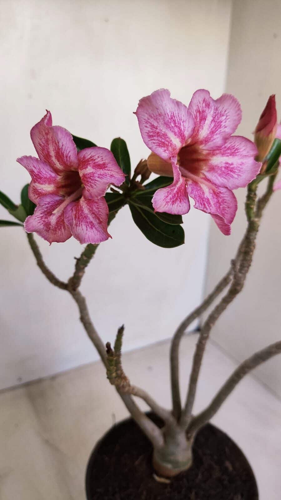 Planta Simples 3127 – 30cm – 03 anos - foto 4