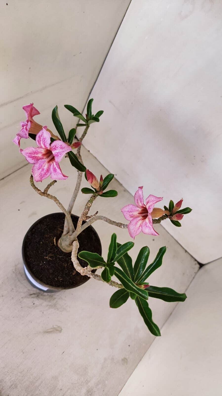 Planta Simples 3127 – 30cm – 03 anos - foto 5