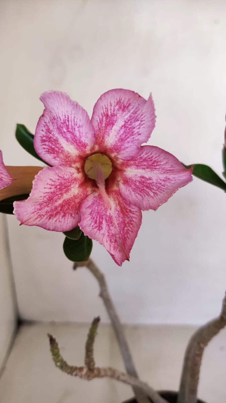Planta Simples 3127 – 30cm – 03 anos - foto 3