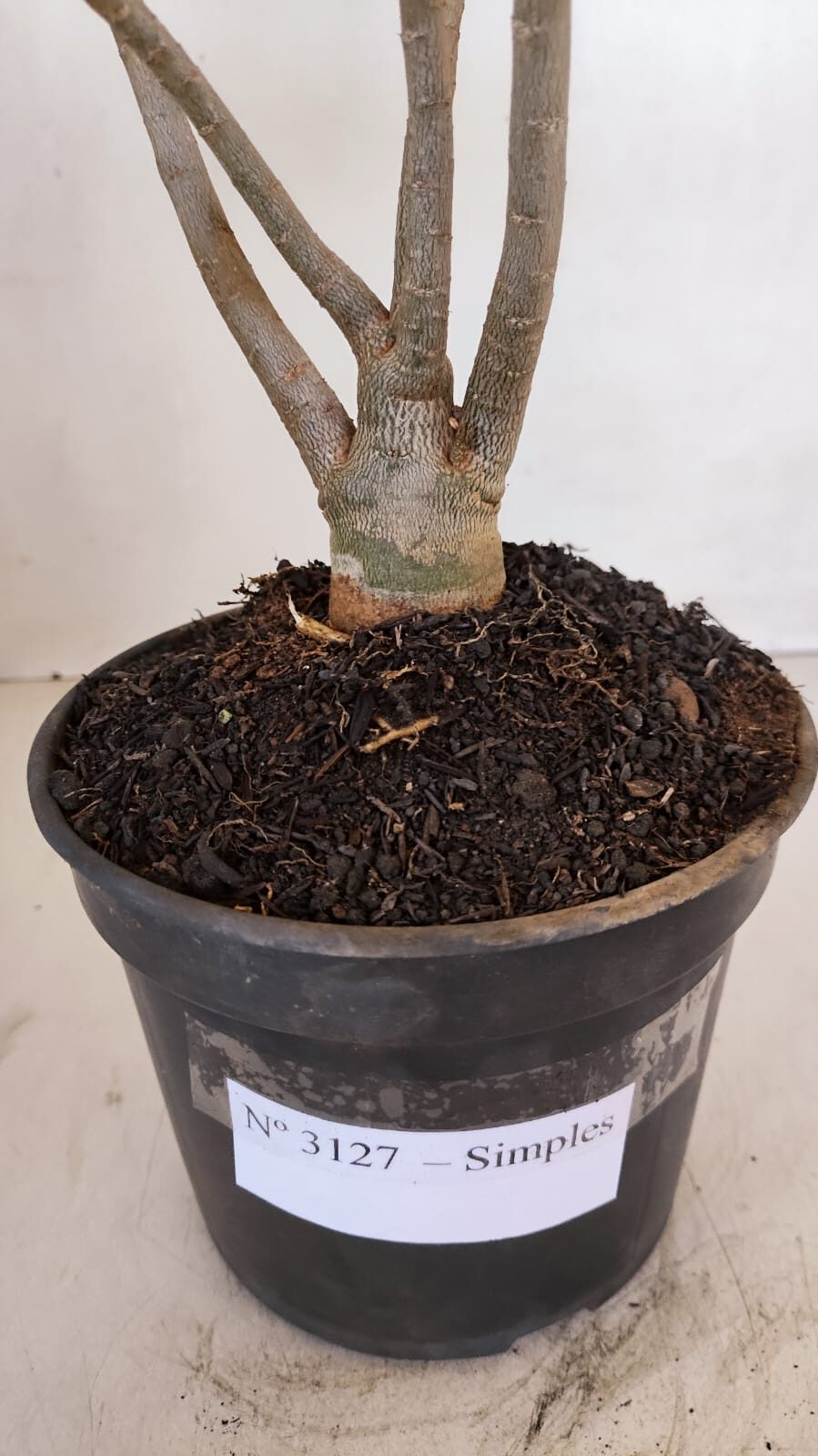 Planta Simples 3127 – 30cm – 03 anos - foto 7