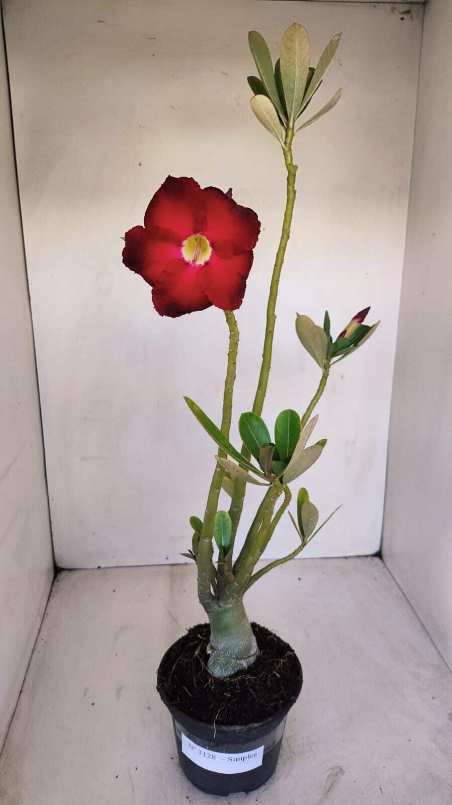 Planta Simples 3128 – 40cm – 03 anos - foto 2