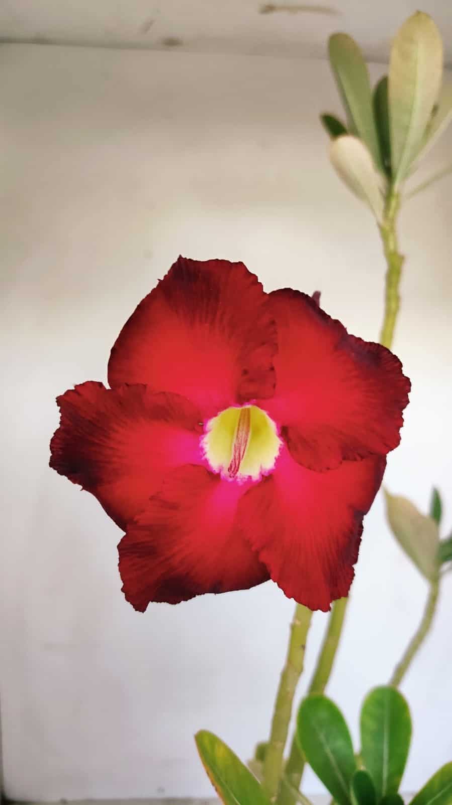 Planta Simples 3128 – 40cm – 03 anos - foto 3